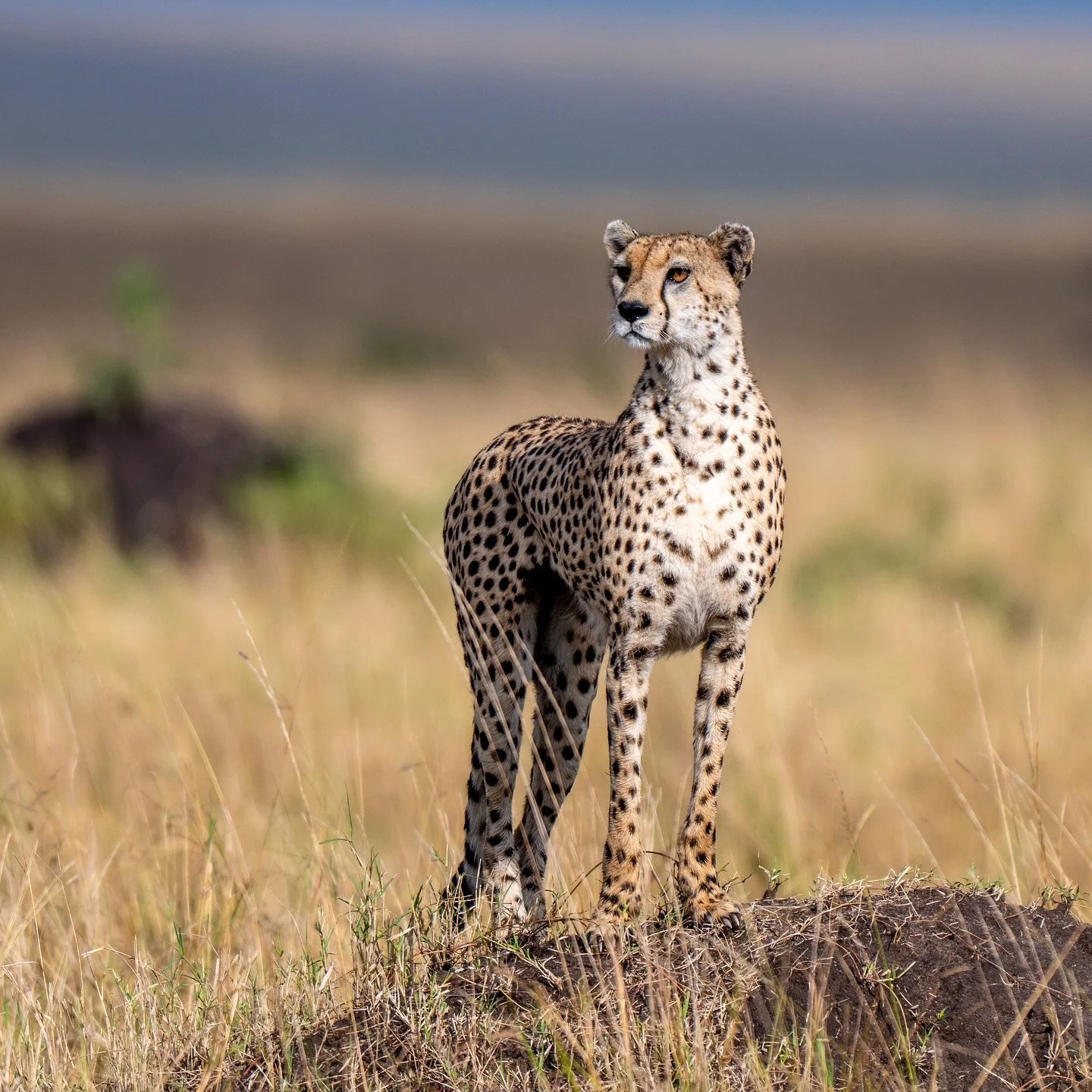 The World’s Fastest Land Mammal