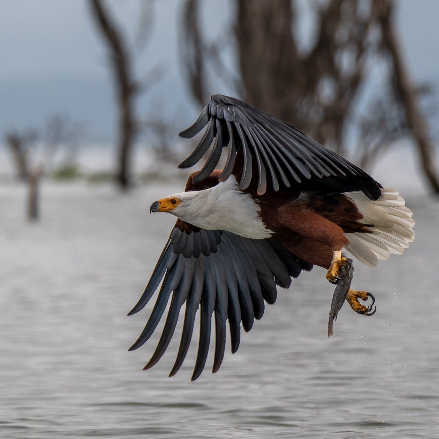 Fish Finding Finesse