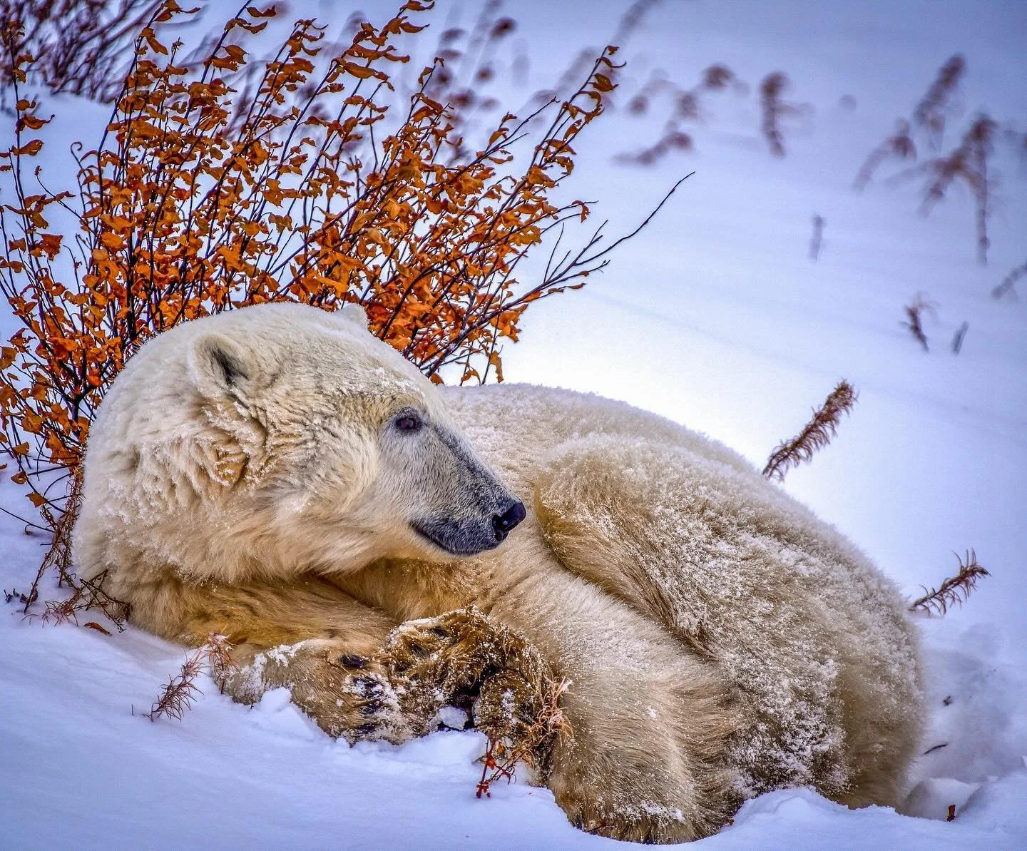 Blizzard-Bound with the Bears