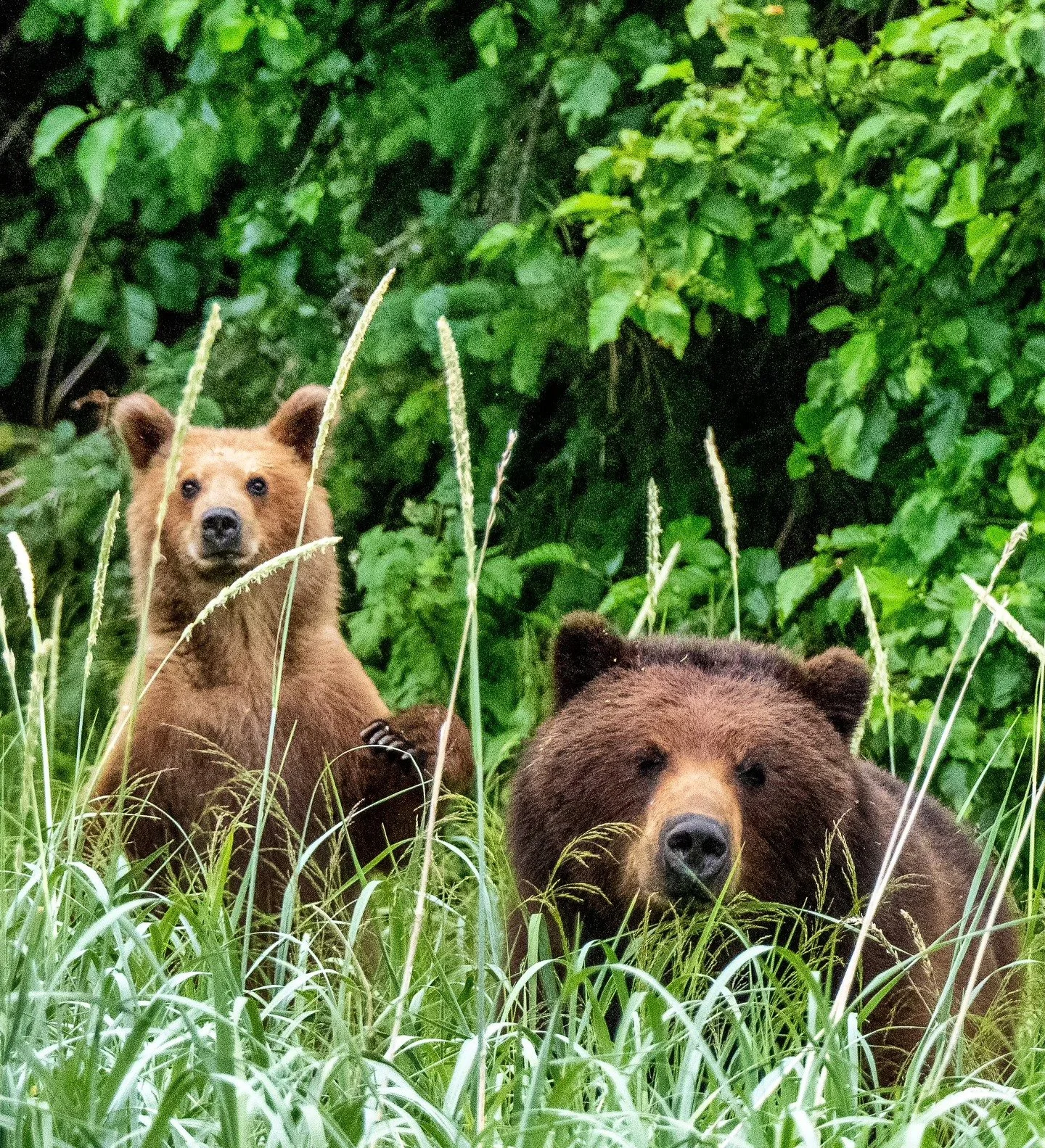 Greater than Grizzlies?