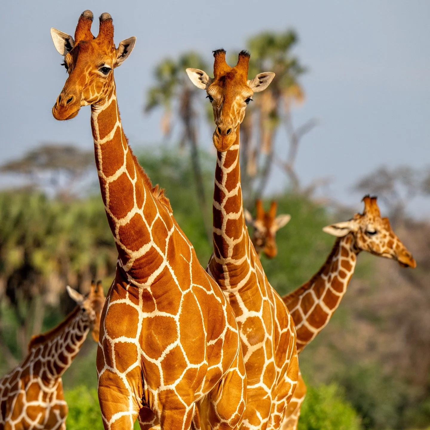 Africa Again!