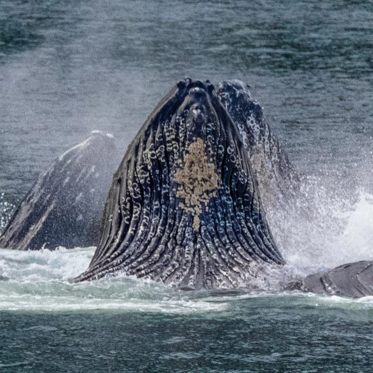 Herring Herding Humpbacks