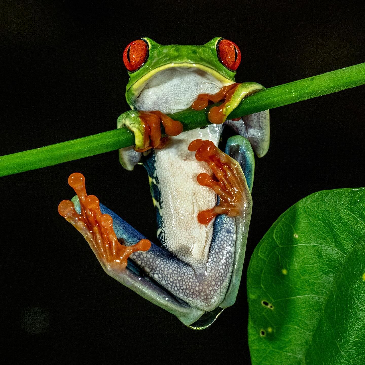 Hidden Hues of the Rainforest