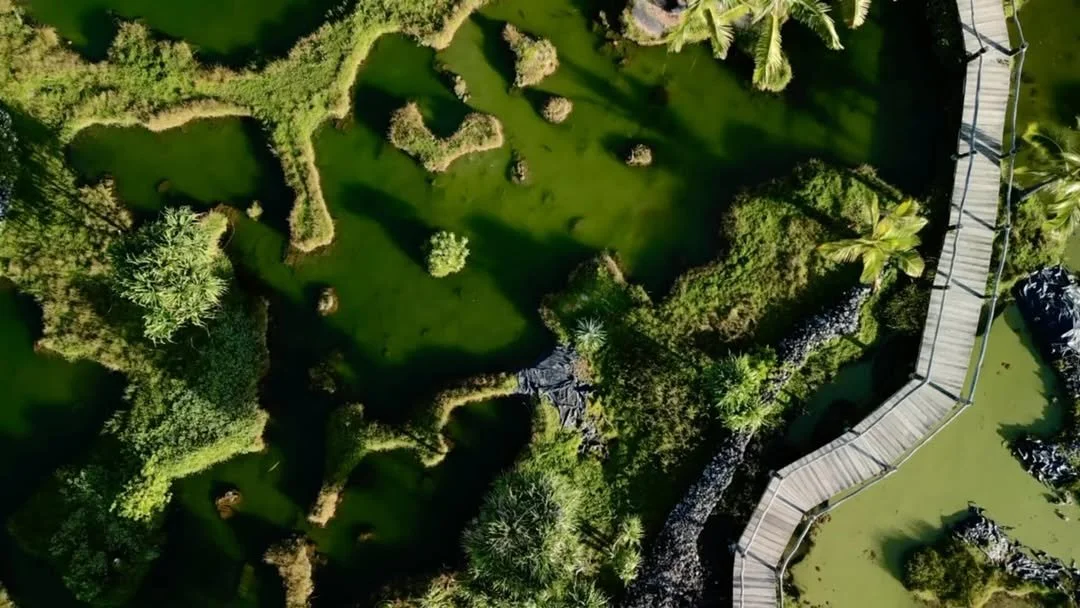 Taking a Walk on the Wild Side 