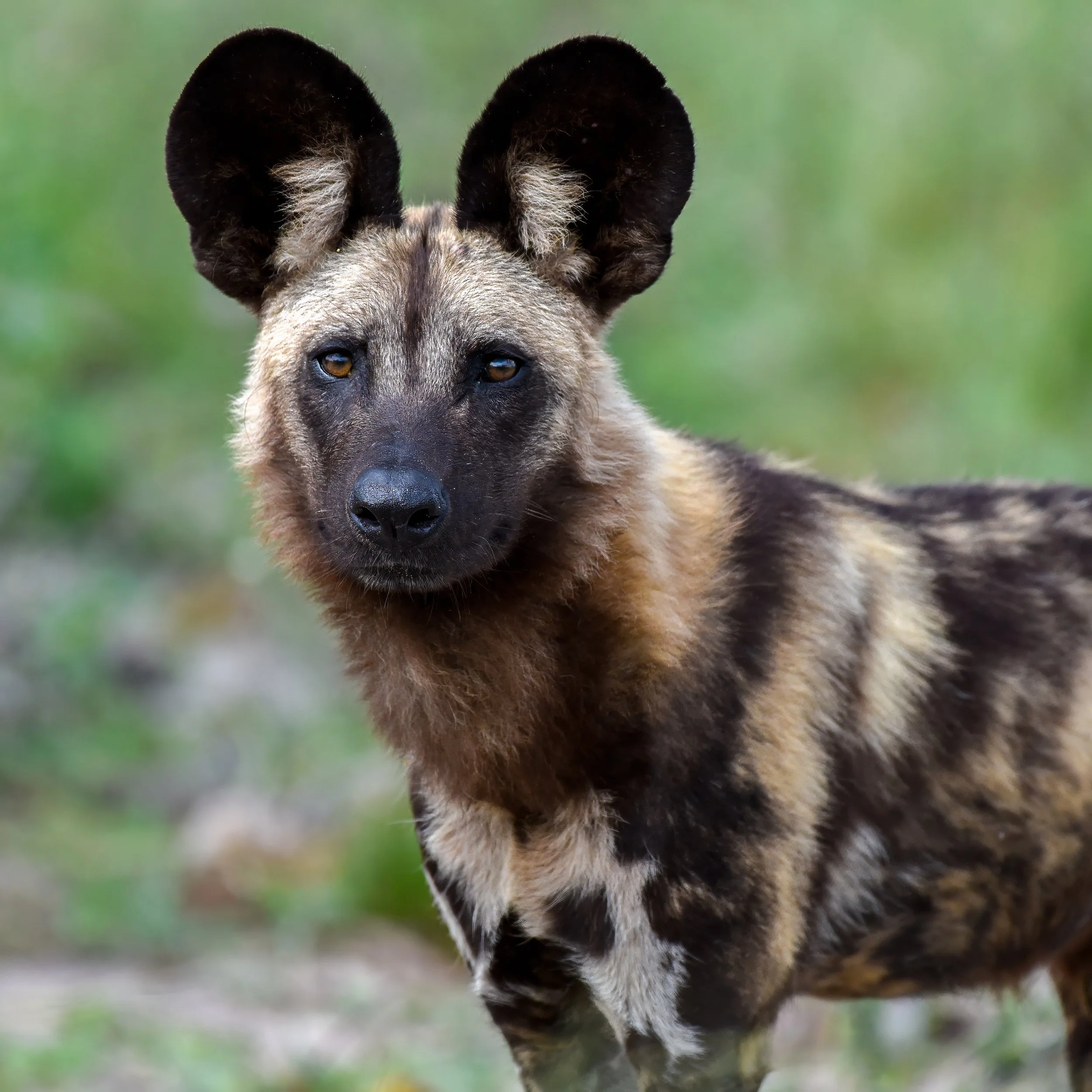 _DSC1356-topaz-denoise-sharpen Lois Anderson.jpg
