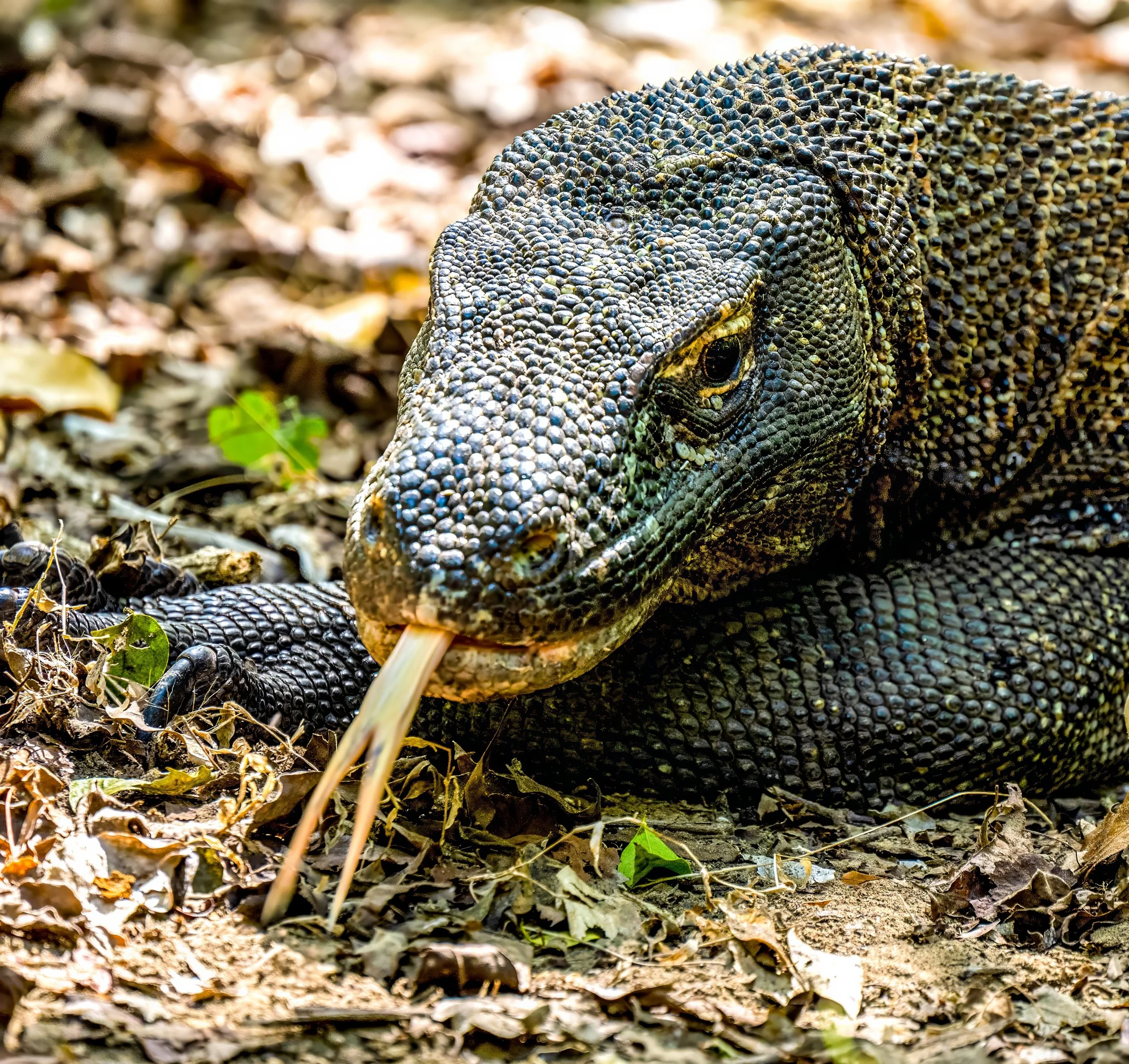 _DSC5911-topaz-denoise-sharpen-topaz-denoise Lois Anderson.jpg