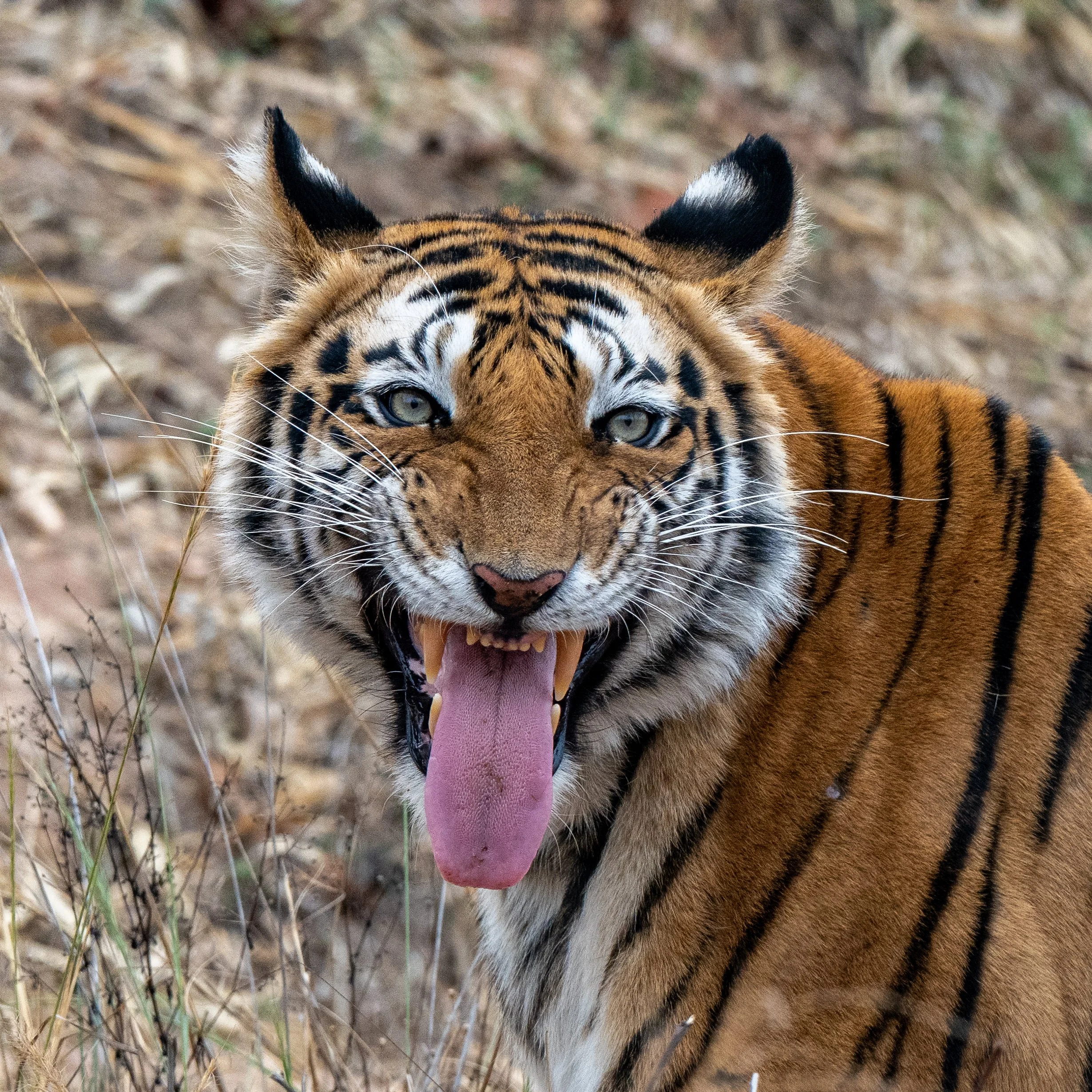 DSC_0456 Lois Anderson.jpg