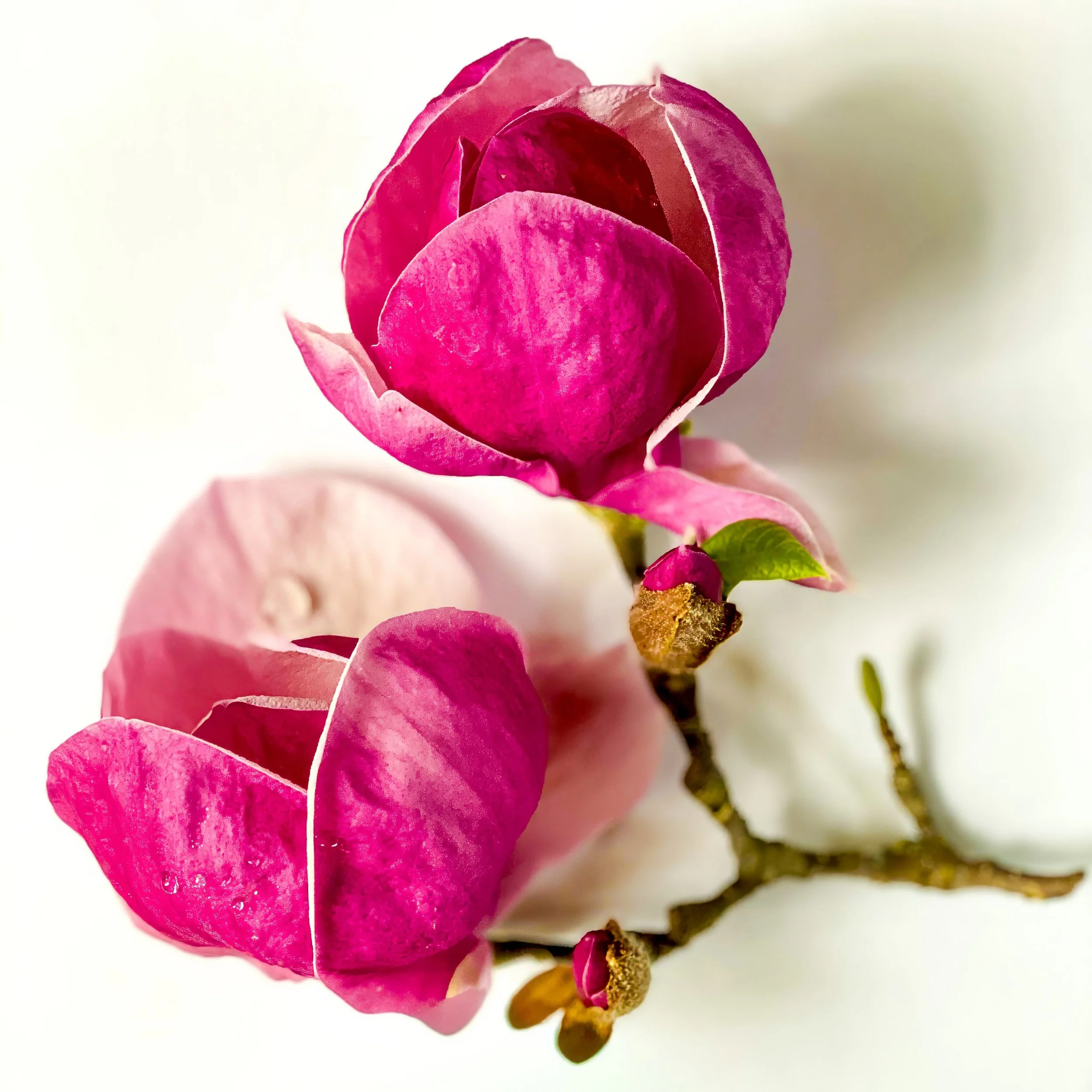 IMG_8494-topaz-denoise-sharpen Lois Anderson.jpg