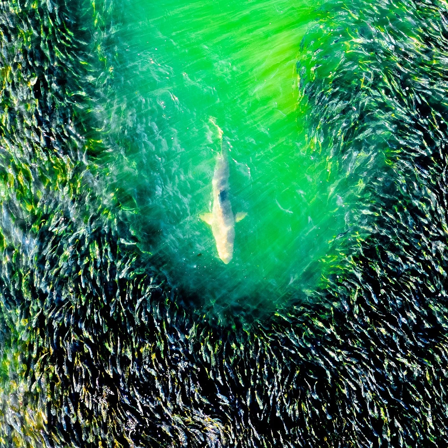 Shark Spotting Success