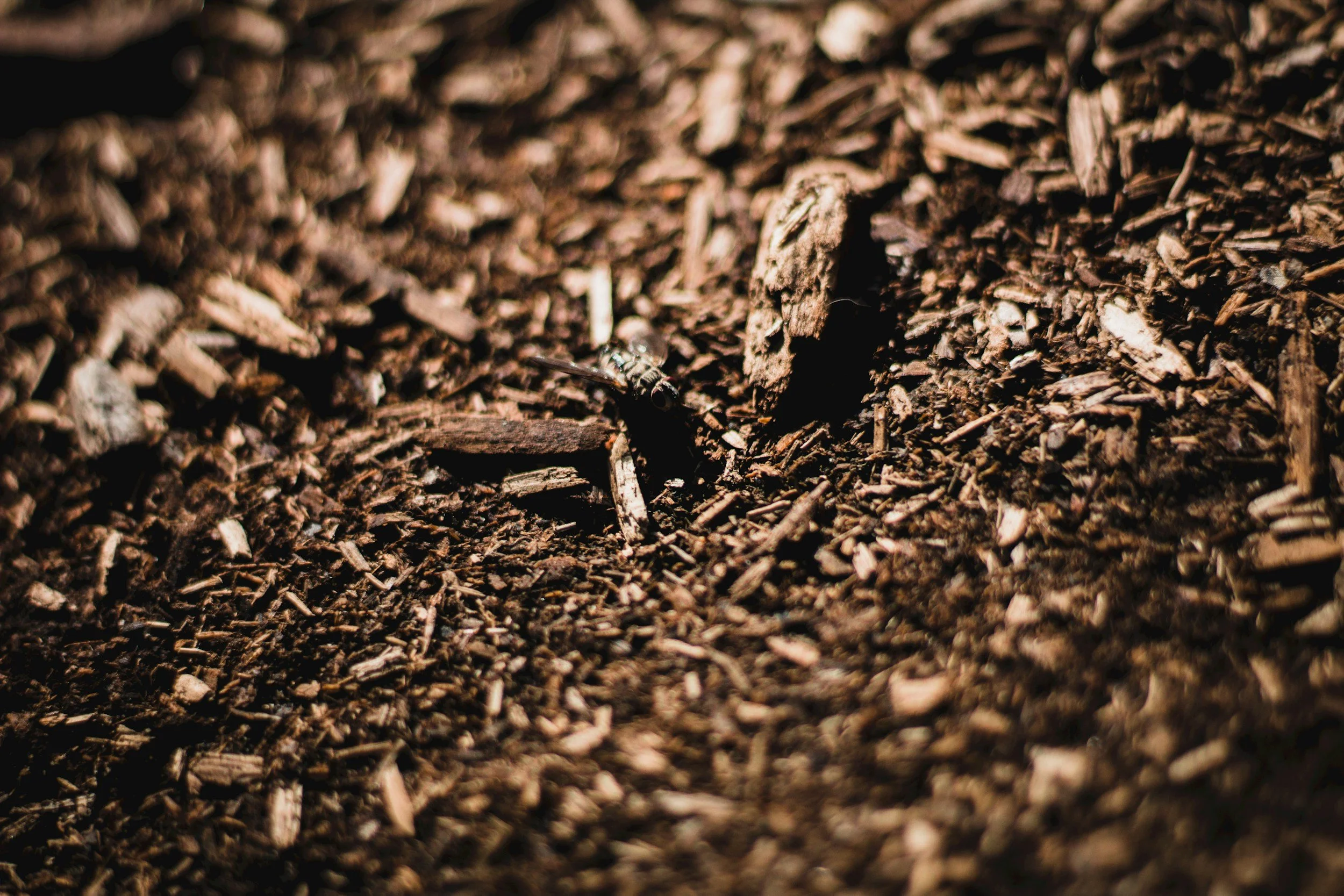 Close-up of dark brown soil with small wood chips and a tiny insect near a small hole.