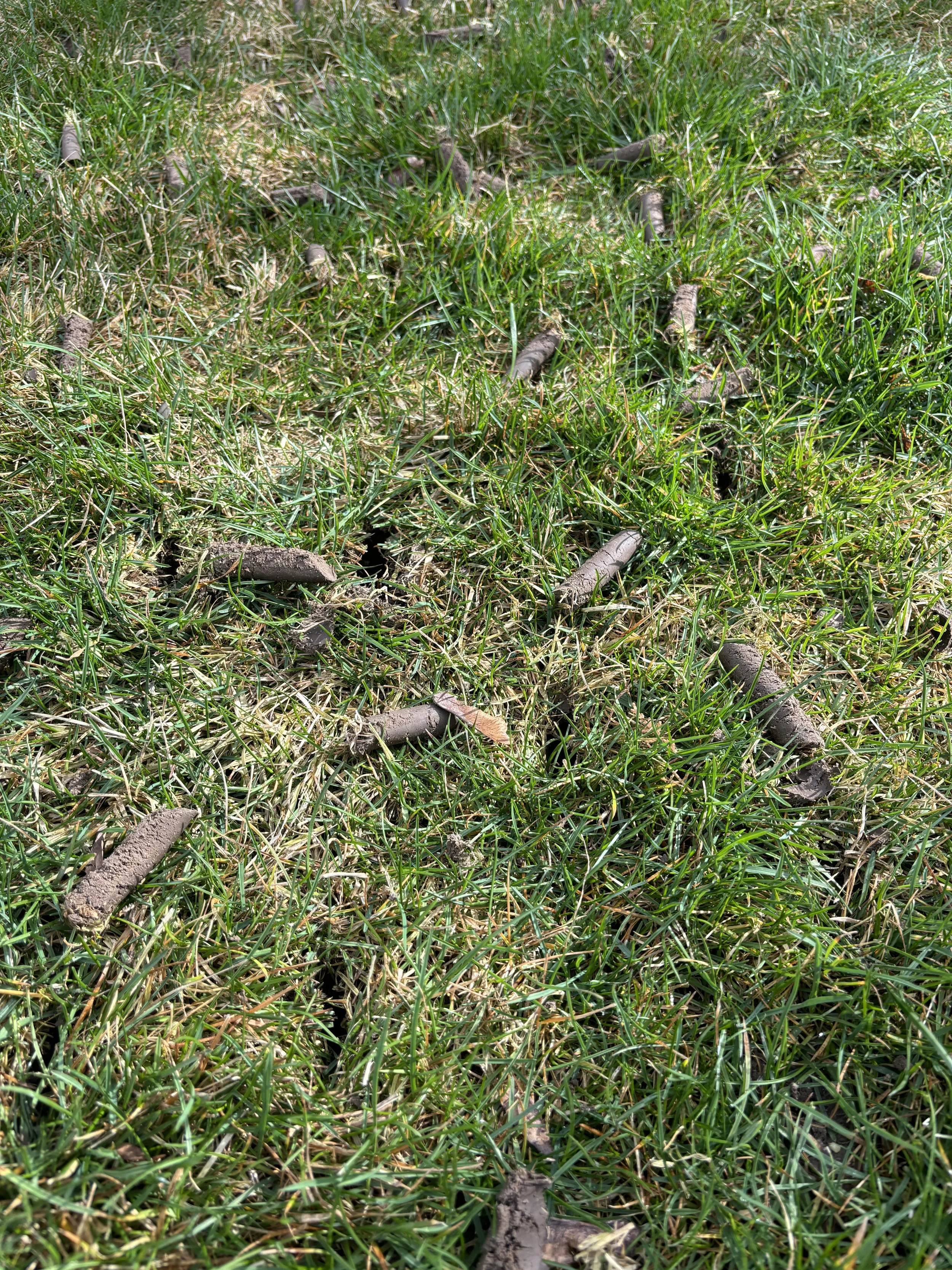Core aeration in wilder. Core aeration in caldwell. Core aeration in Middleton, Core aeration in Nampa