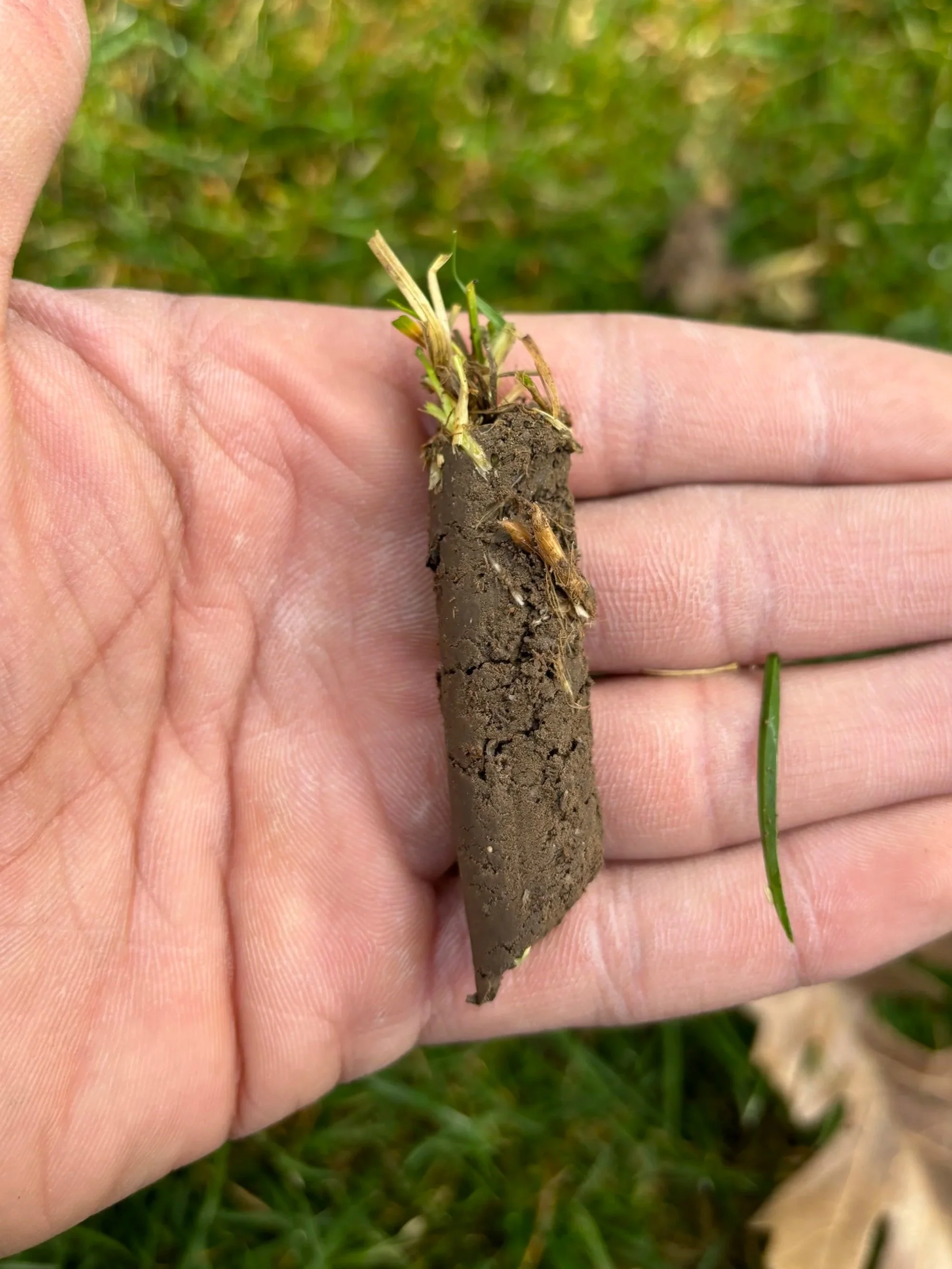 Core Aeration Service
