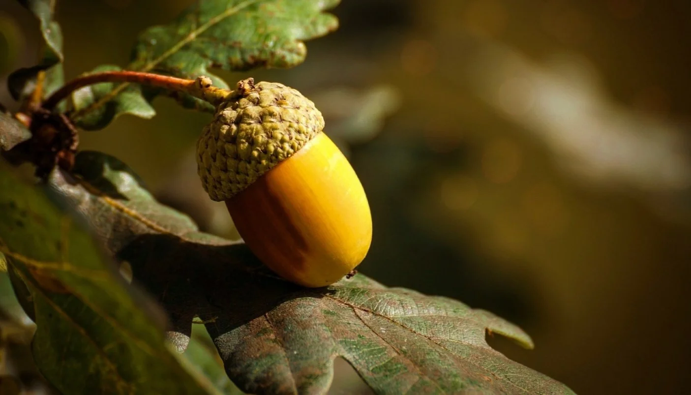 Flow, Ghianda e Pensiero Laterale nel Coaching.