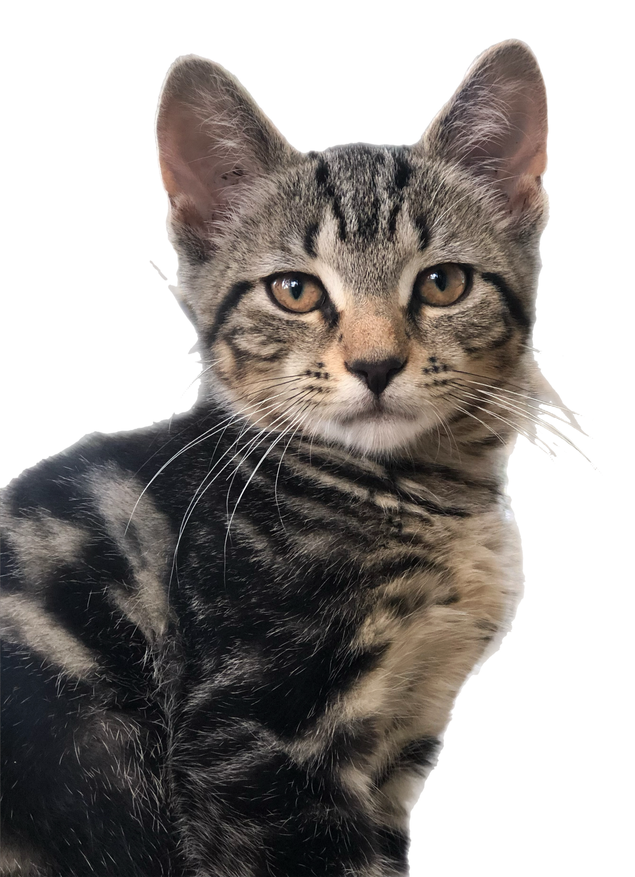 Full Pet Reading (60 minutes)