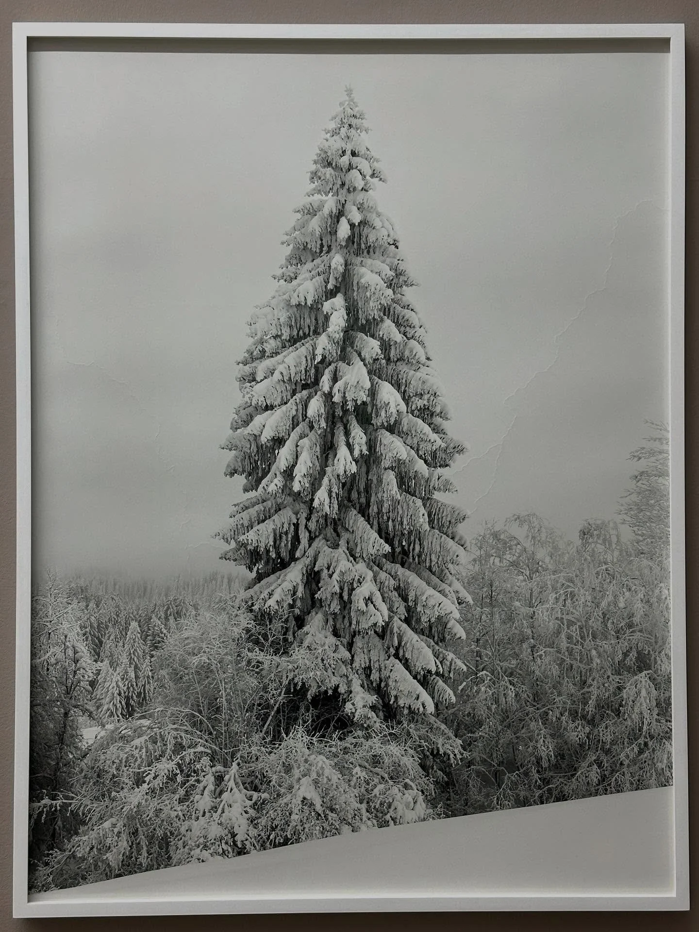 With the peaceful and powerful tree studies by the wonderful Loredana Nemes from her series &bdquo;White&ldquo; (2024), &bdquo;Graubaum und Himmelmeer&ldquo; (2019-2023) and &laquo;&nbsp;Sicilia&nbsp;&raquo; (2024-25), I wish all of you  Happy Holida