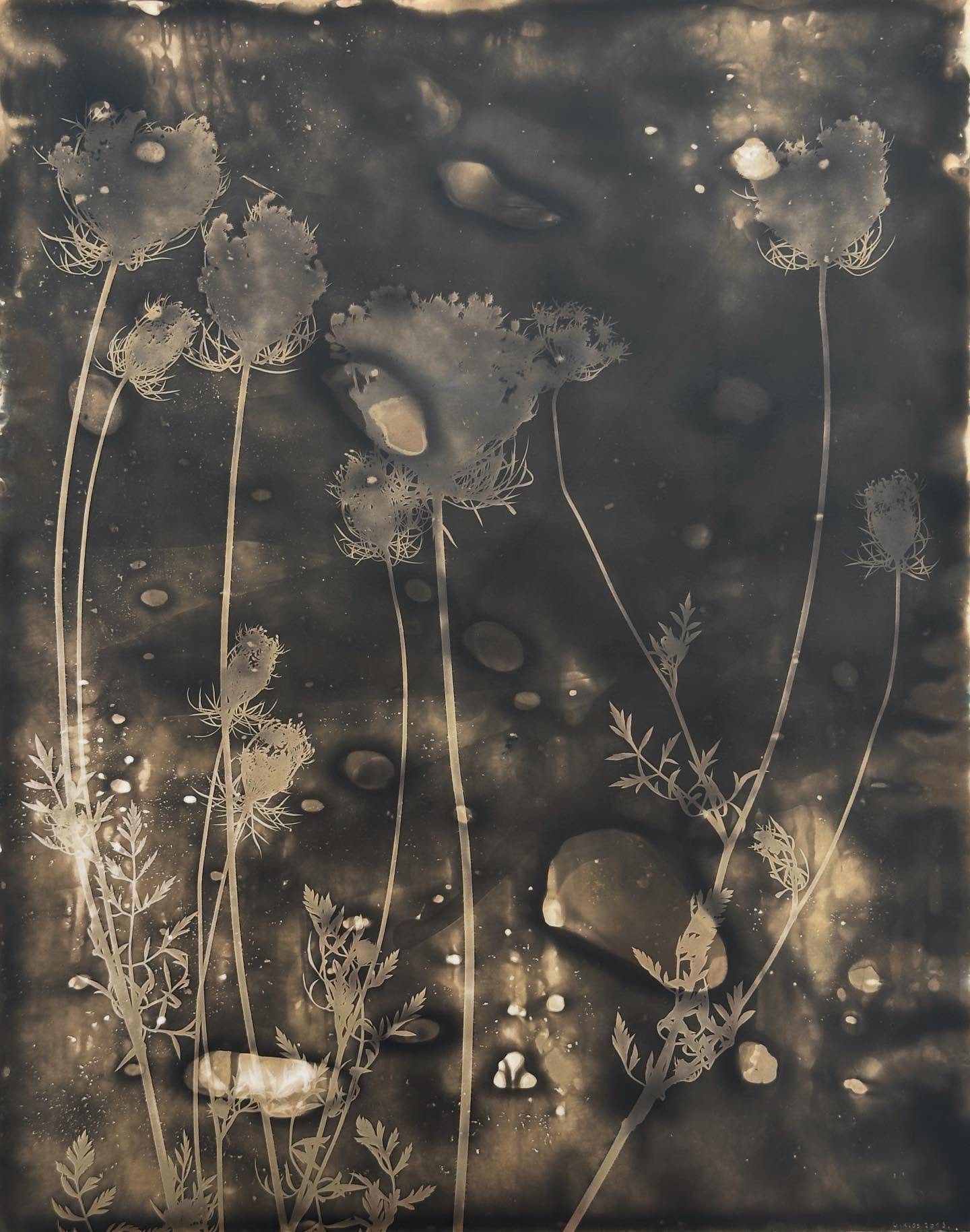 HEUTE / TODAY 29. Mai / 29 May 2026
Vernissage / Opening of the exhibition EXPERIMENT in Showroom Fotografie Simone Klein in Cologne, featuring delicate, surprising photograms of flowers, plants and blossoms by German artist Uwe Klos (b.1958).
+++ K&