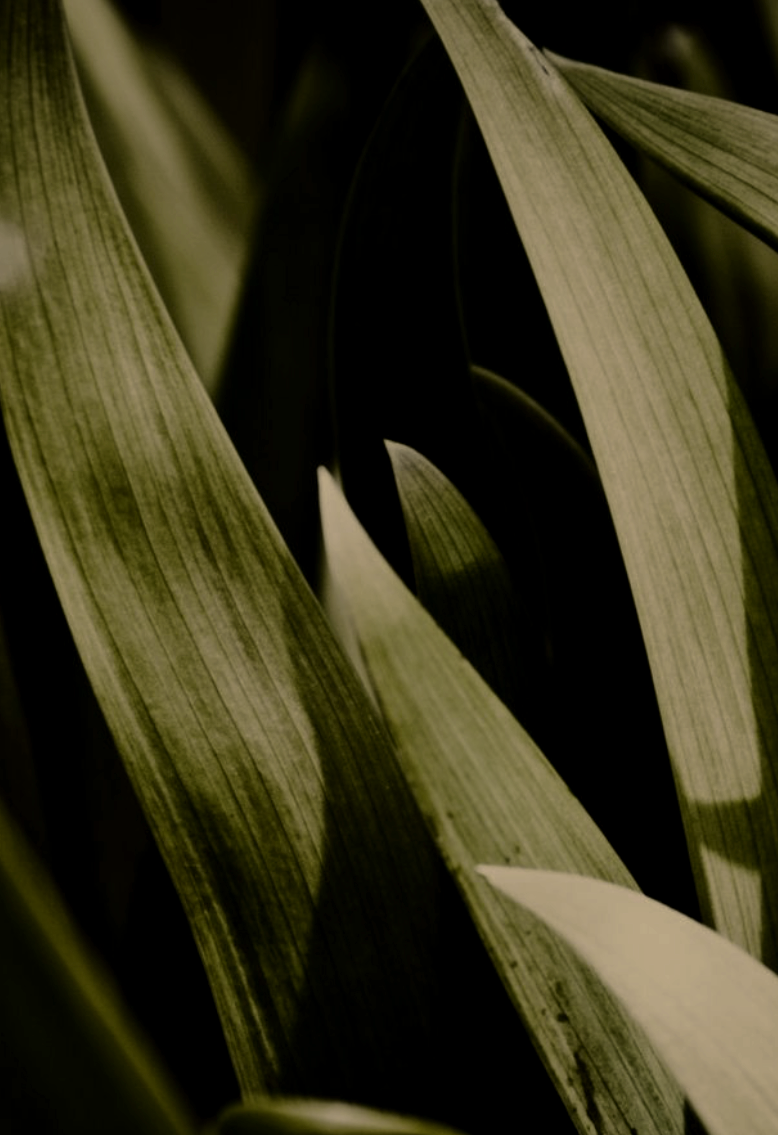Close-up of green plant leaves with a dark background.