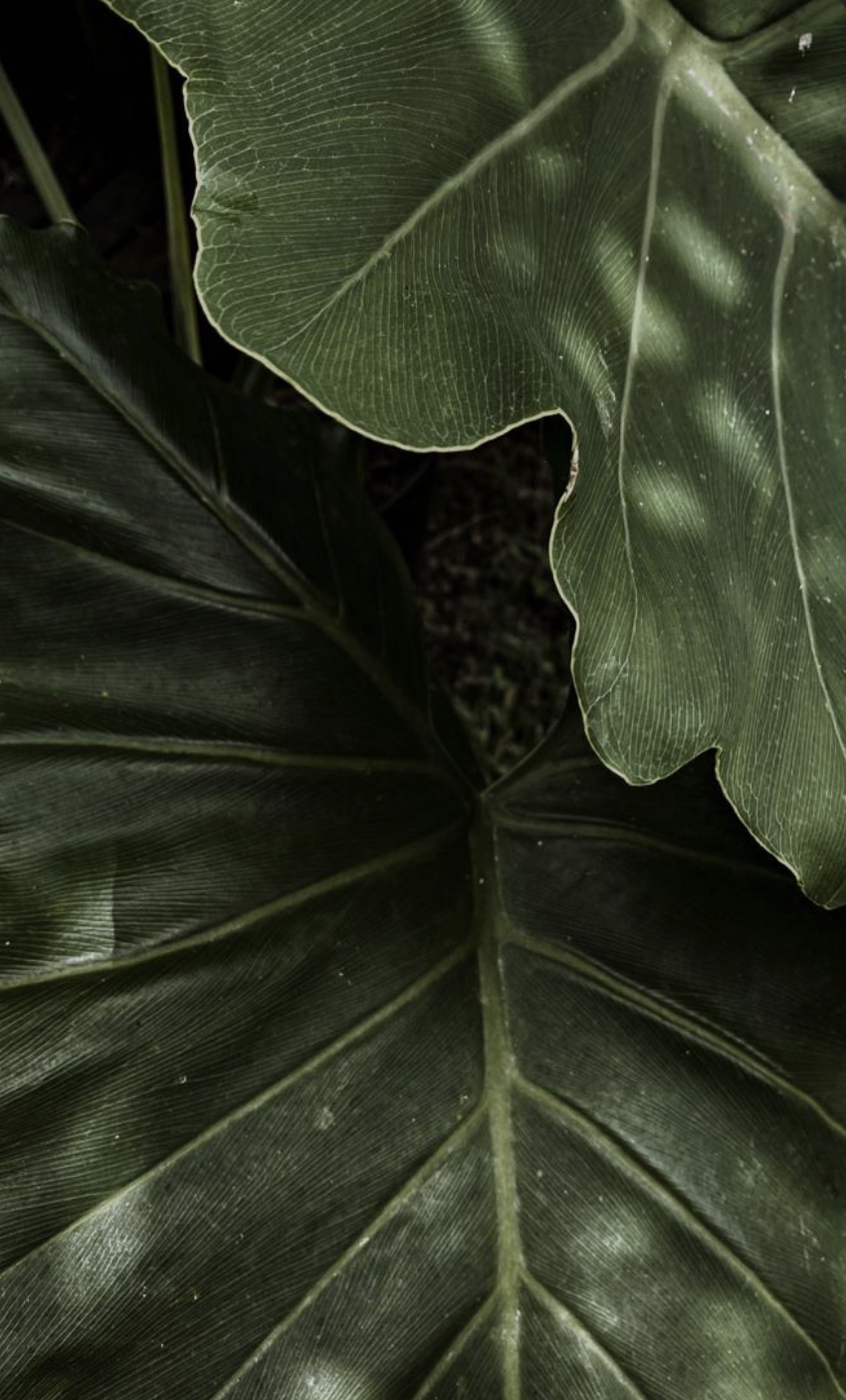 Close-up of large, dark green tropical plant leaves with prominent veins.