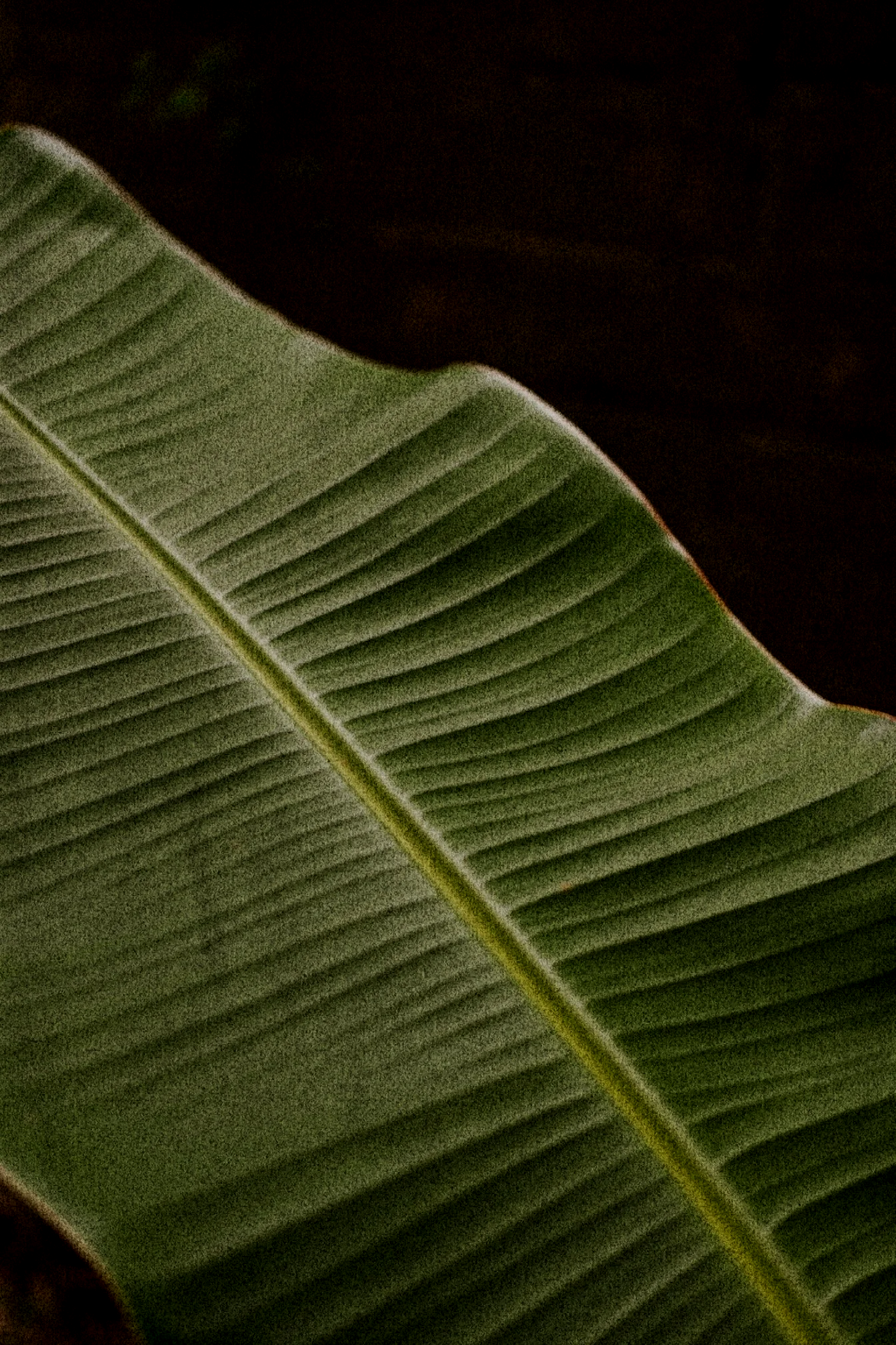 Close-up of a green tropical leaf with prominent veins against a dark background.