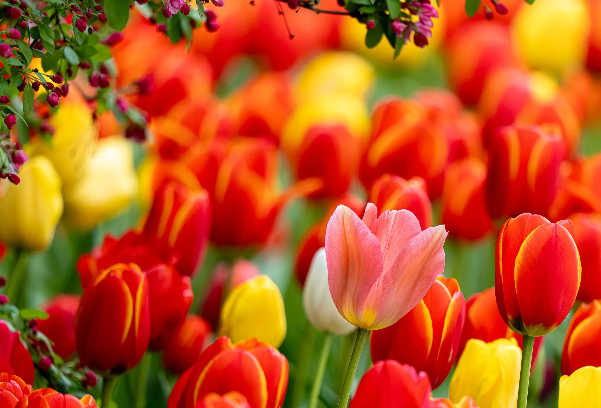 Colorful tulips in a garden with a pink tulip in the foreground, surrounded by red, yellow, and orange tulips, and some small pink/purple flowers in the upper left corner.