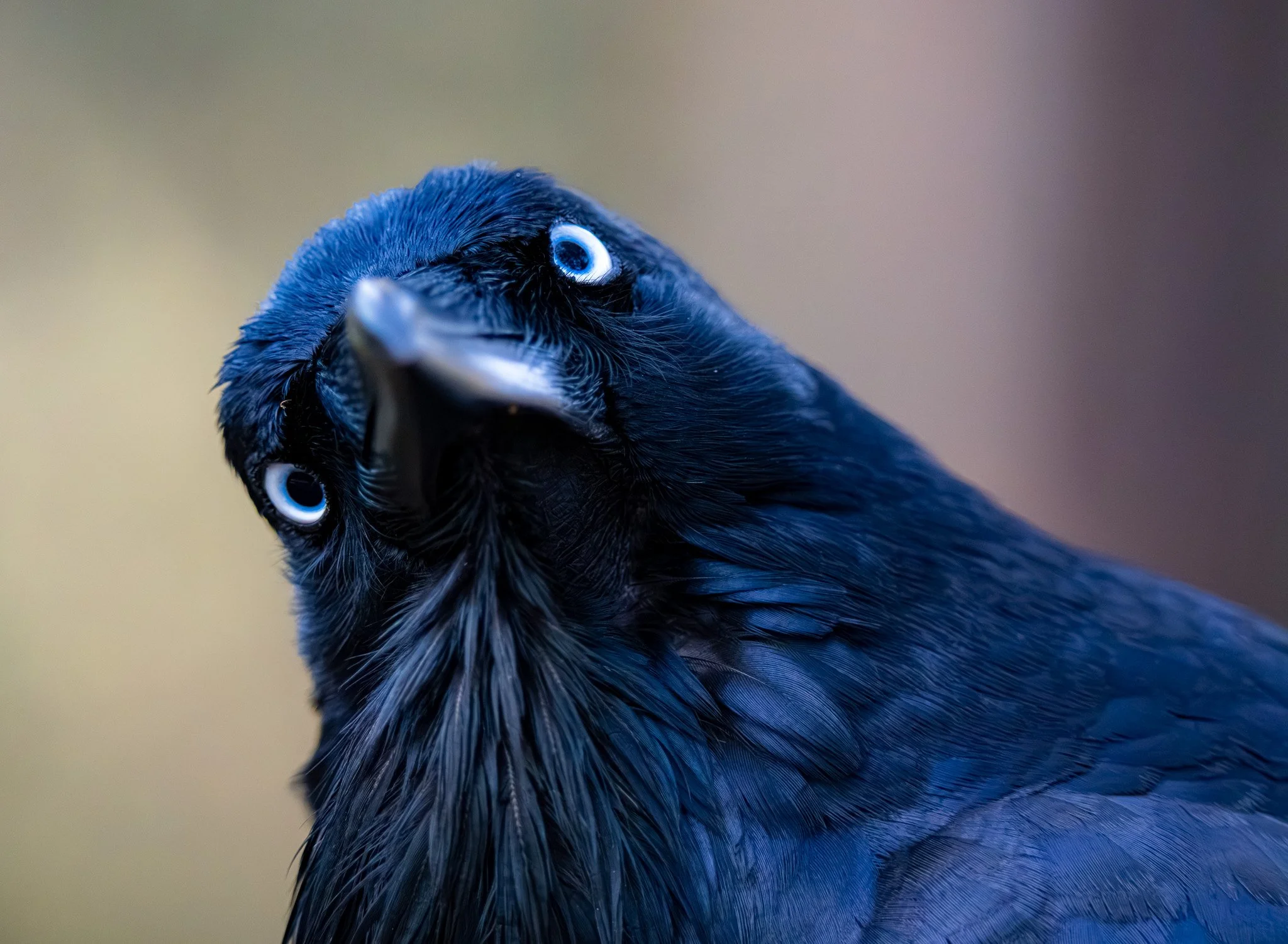 When the ravens call