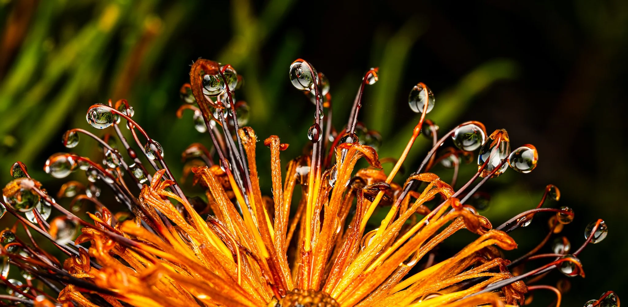 Close-up of a banksia with orange and dark red stamens covered in water droplets.