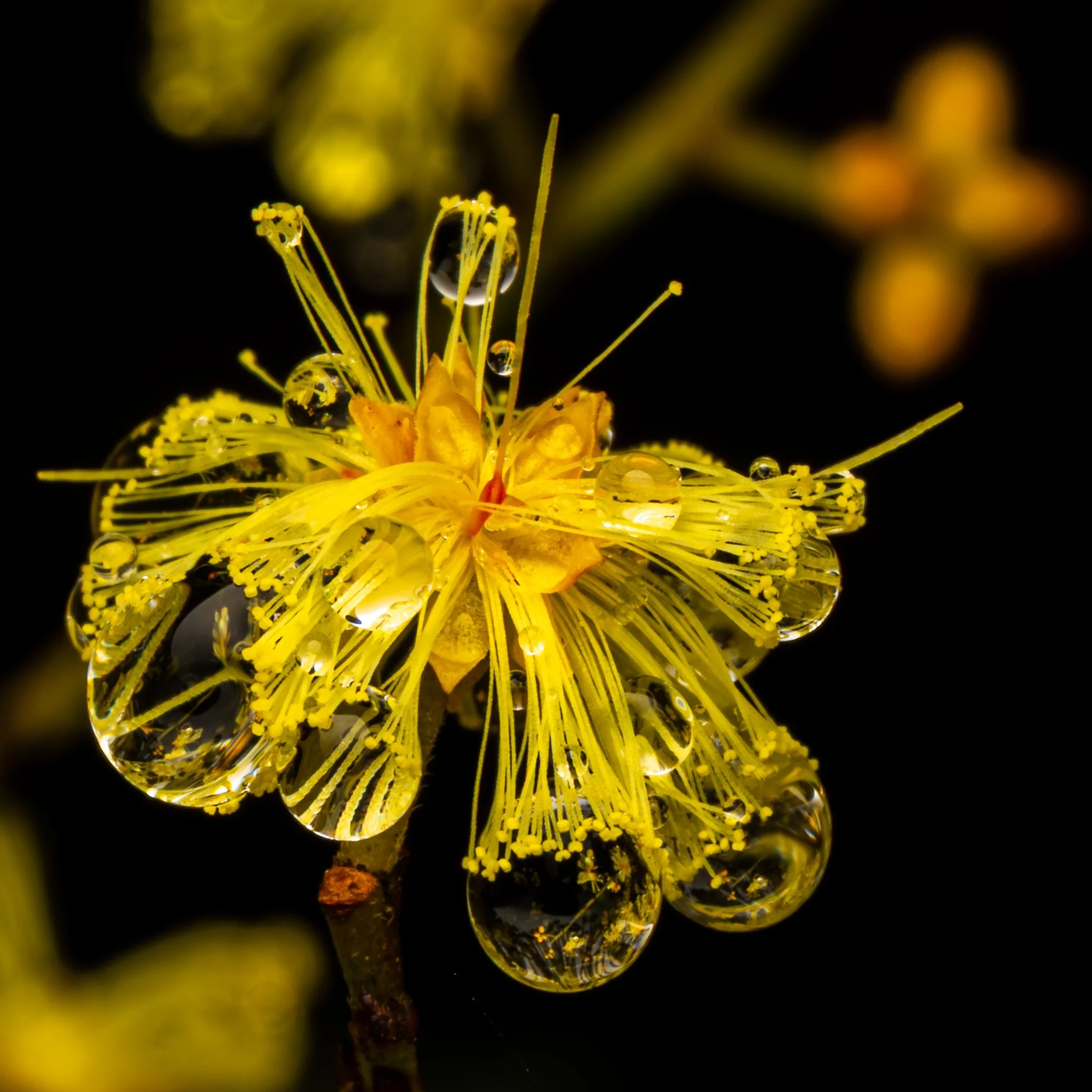 Close-up of a wattle flower with delicate stamens and water droplets on the petals, set against a dark background.