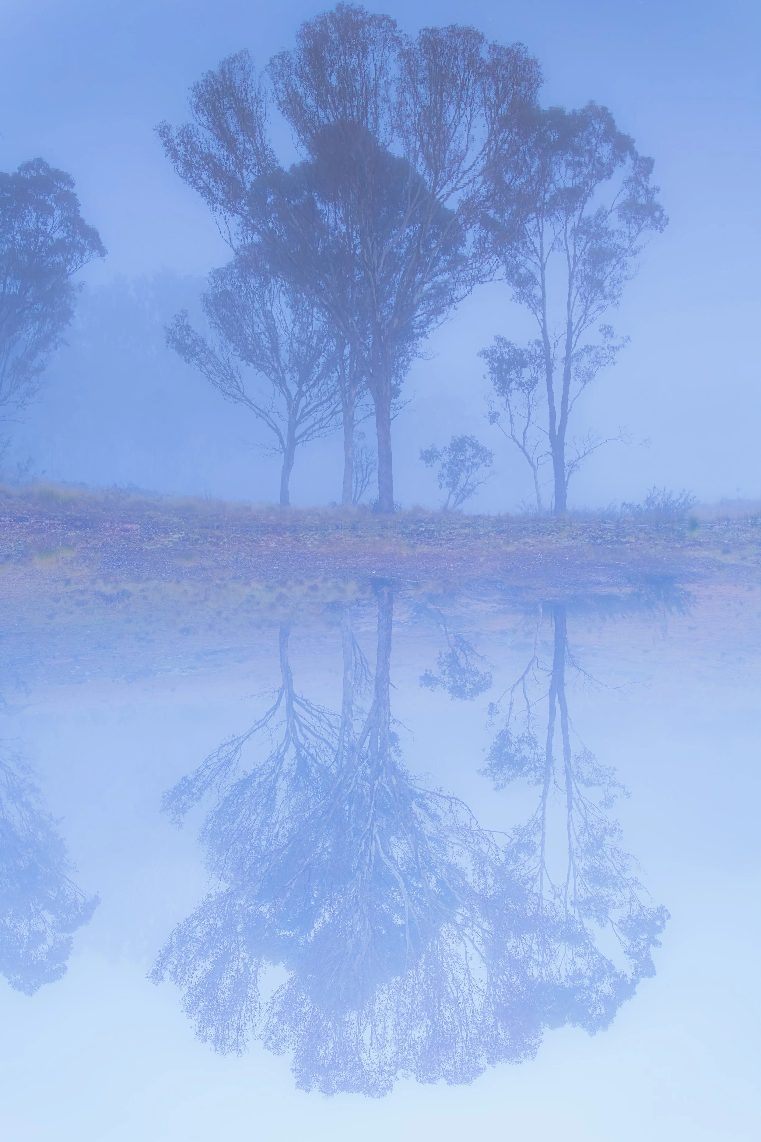 A foggy landscape with tall trees reflected in a calm body of water, creating a symmetrical scene.