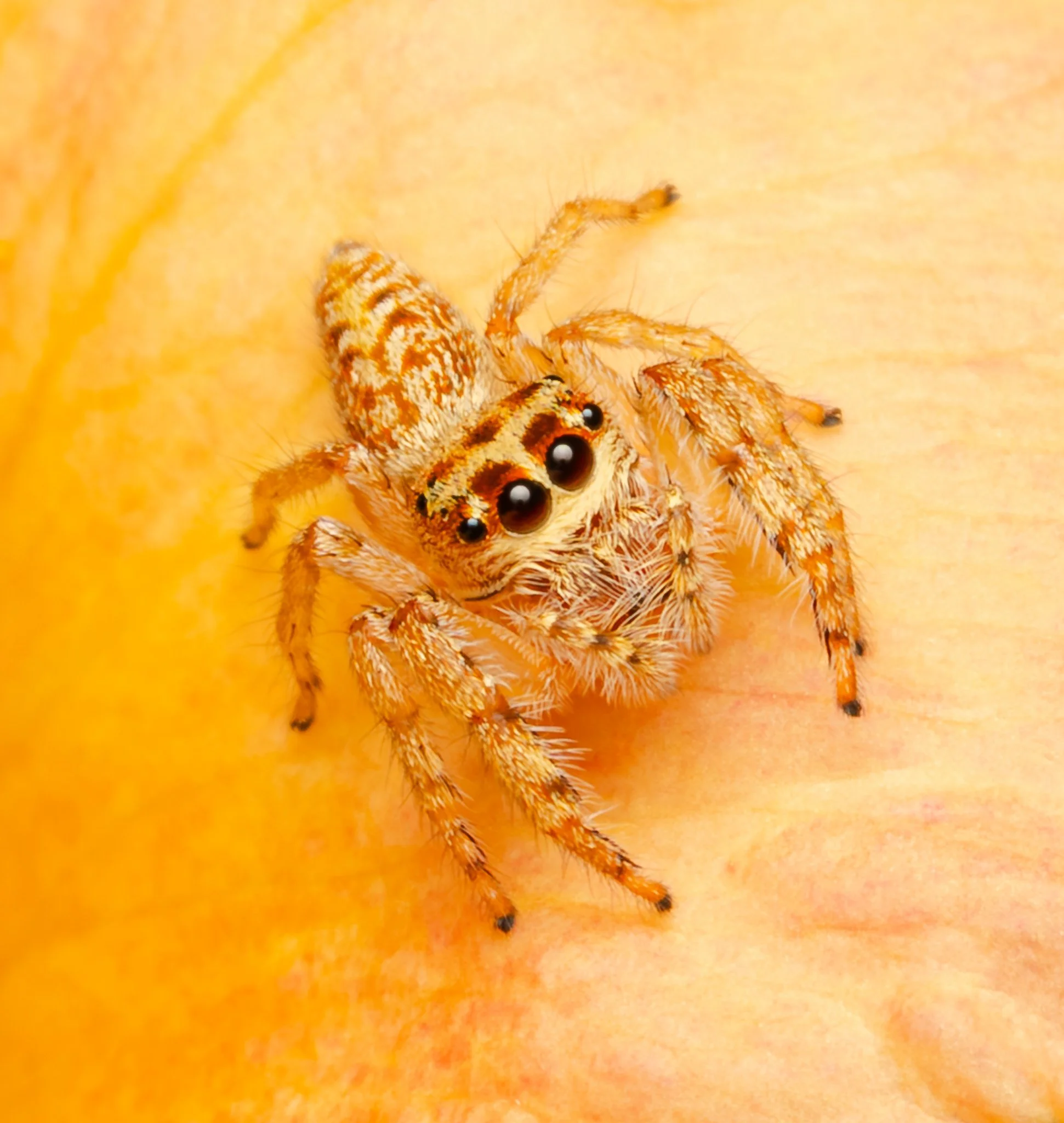 Close-up of an, orange jumping spider with large black eyes, on a peach-colored rose petal.