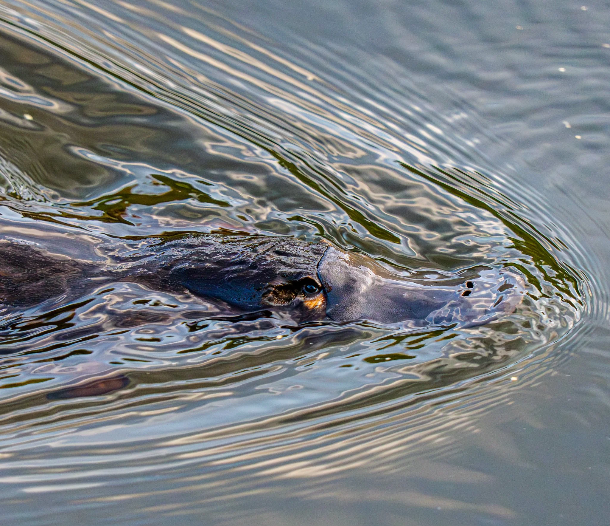 A close-up portrait of a platypus submerged in water.