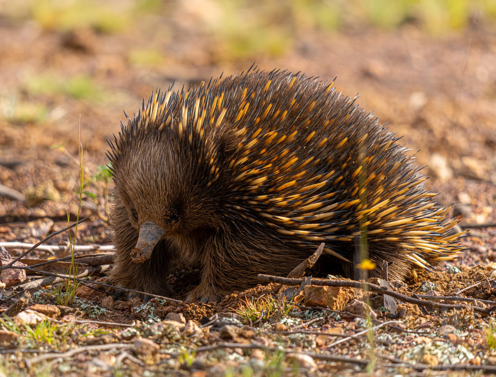 W Echidna.jpg