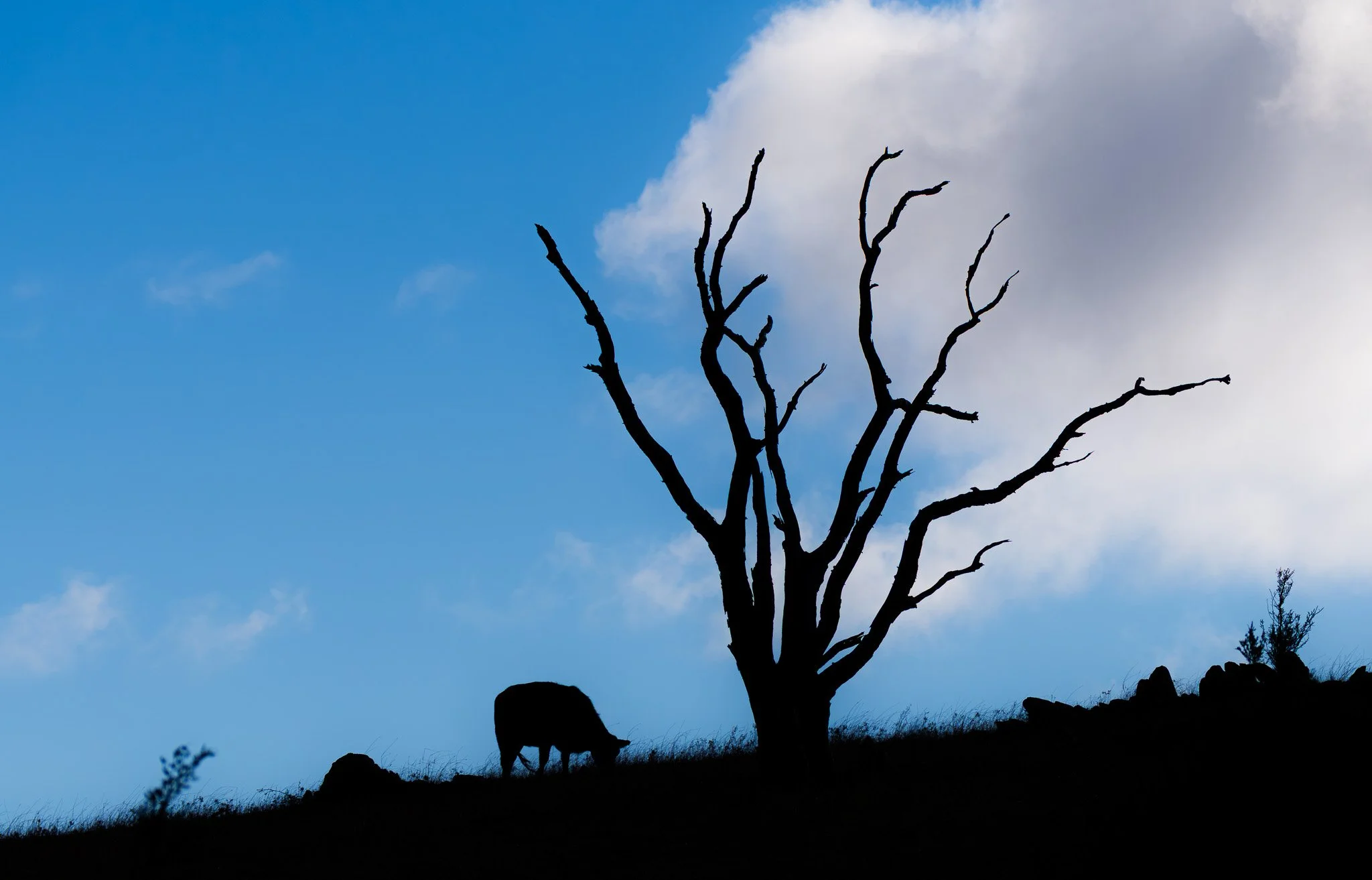 Silhouette of a leafless tree with a lone cow grazing nearby, set against a blue sky with some clouds.