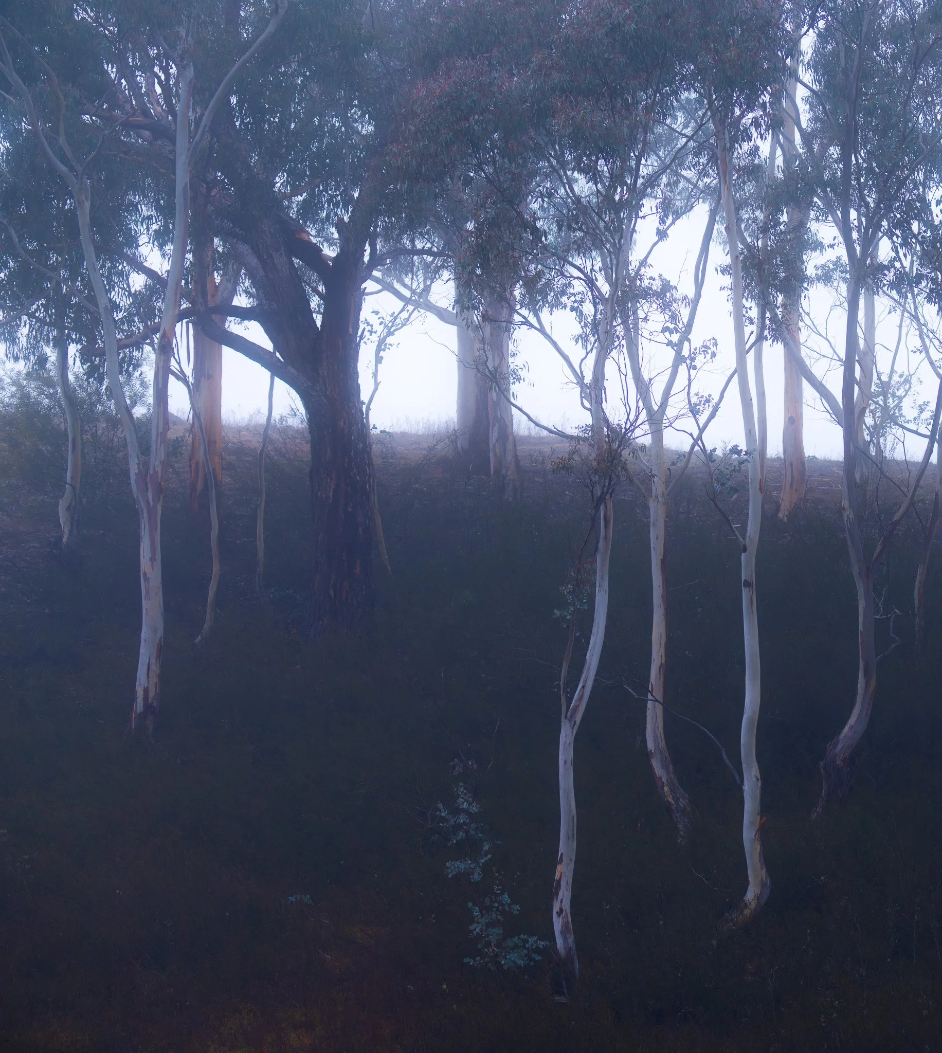 A dense fog surrounds tall eucalyptus trees with peeling bark in a forest.