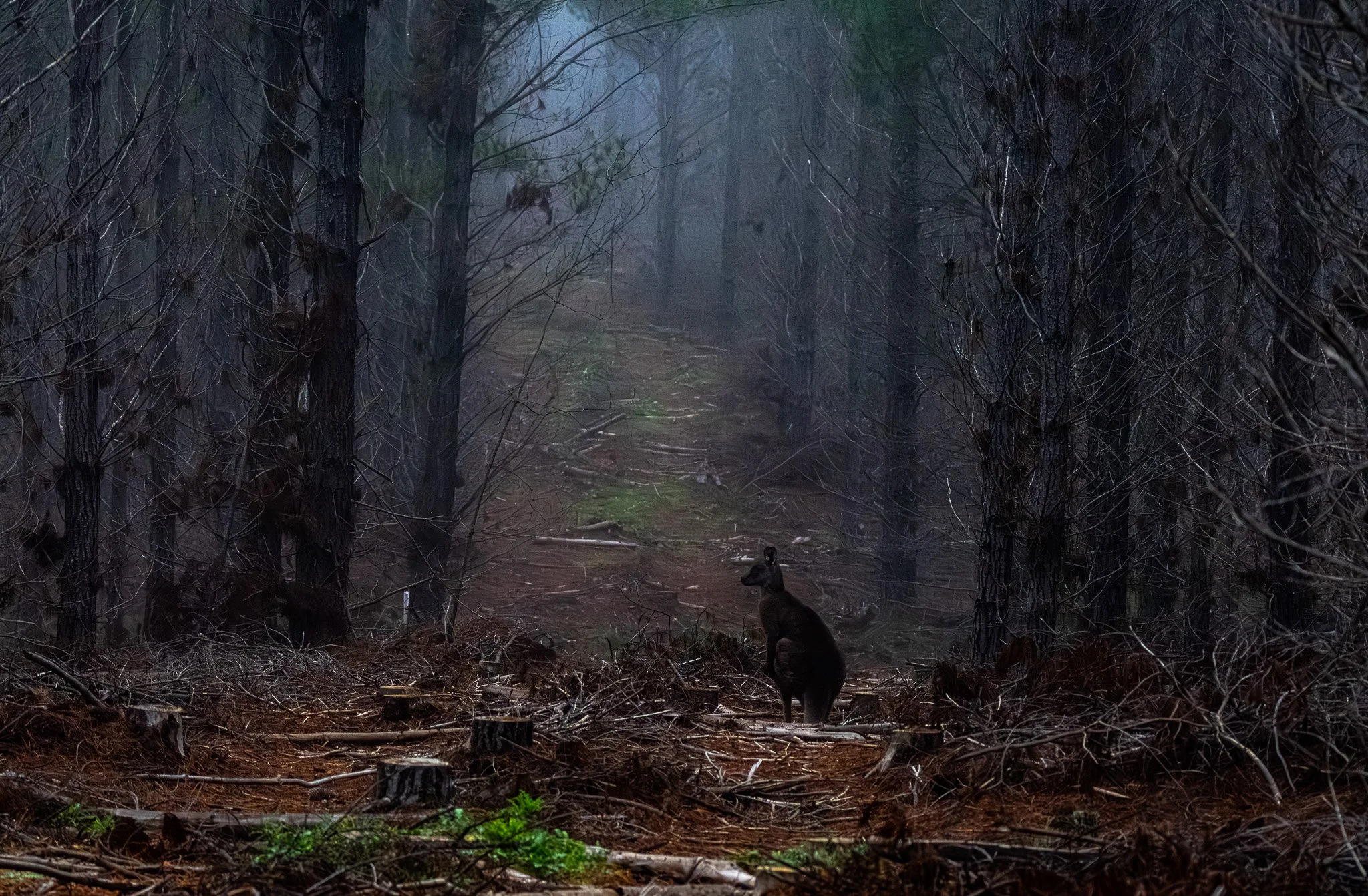 Dark forest with blackened tree trunks and branches, with a small animal (kangaroo or wallaby) in the foreground.