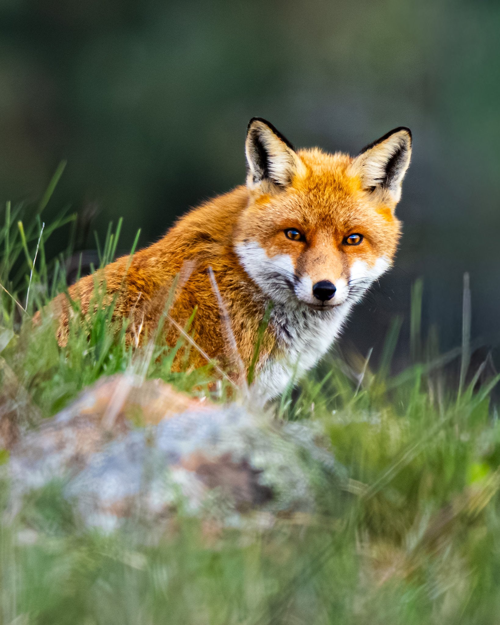 A red fox sittining in green grass with a dark blurred background.