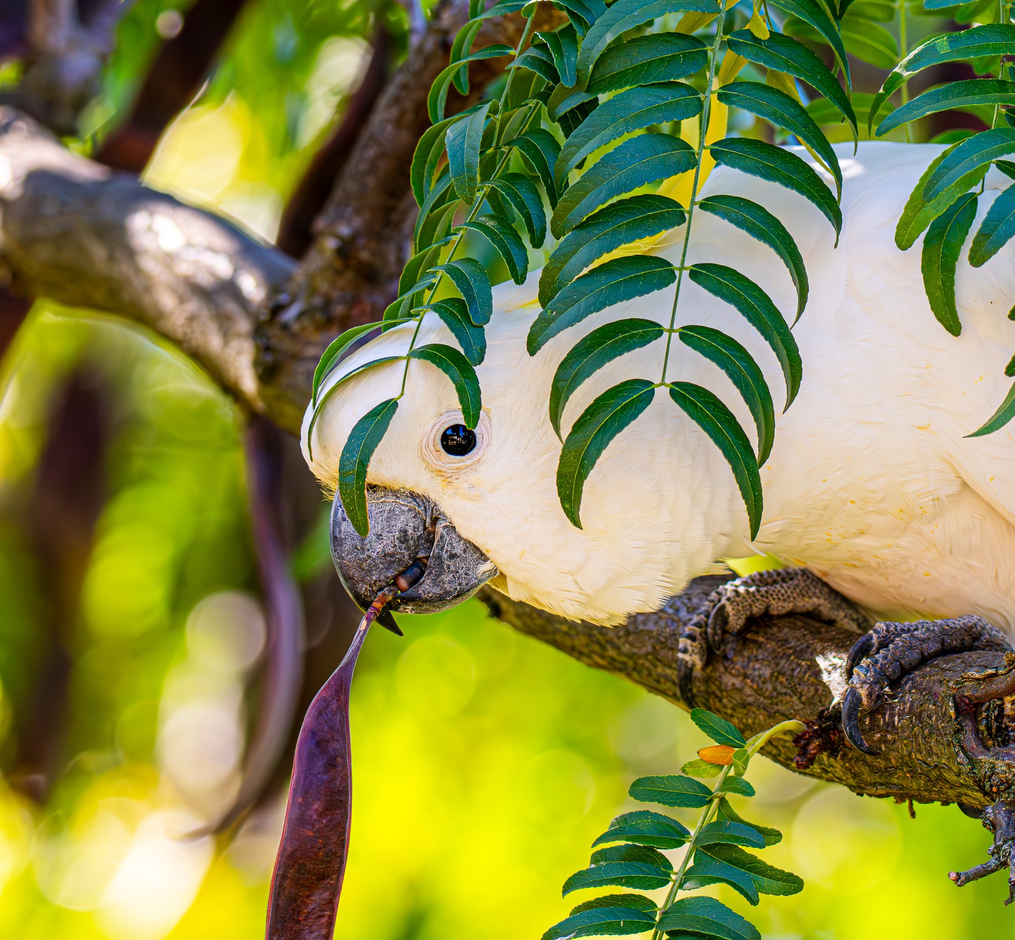 A white cockatoo perched on a tree branch, with green leaves partially covering its head, holding a long seed in its beak.