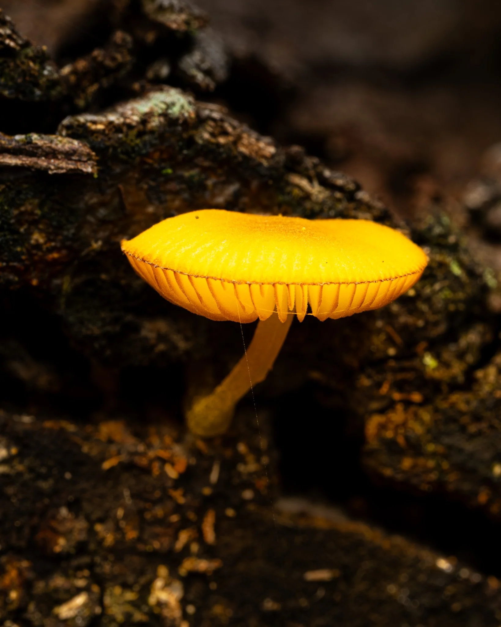 Close-up of a small, yellow mushroom growing on dark, damp soil or decayed wood in a forest, with a blurred background.