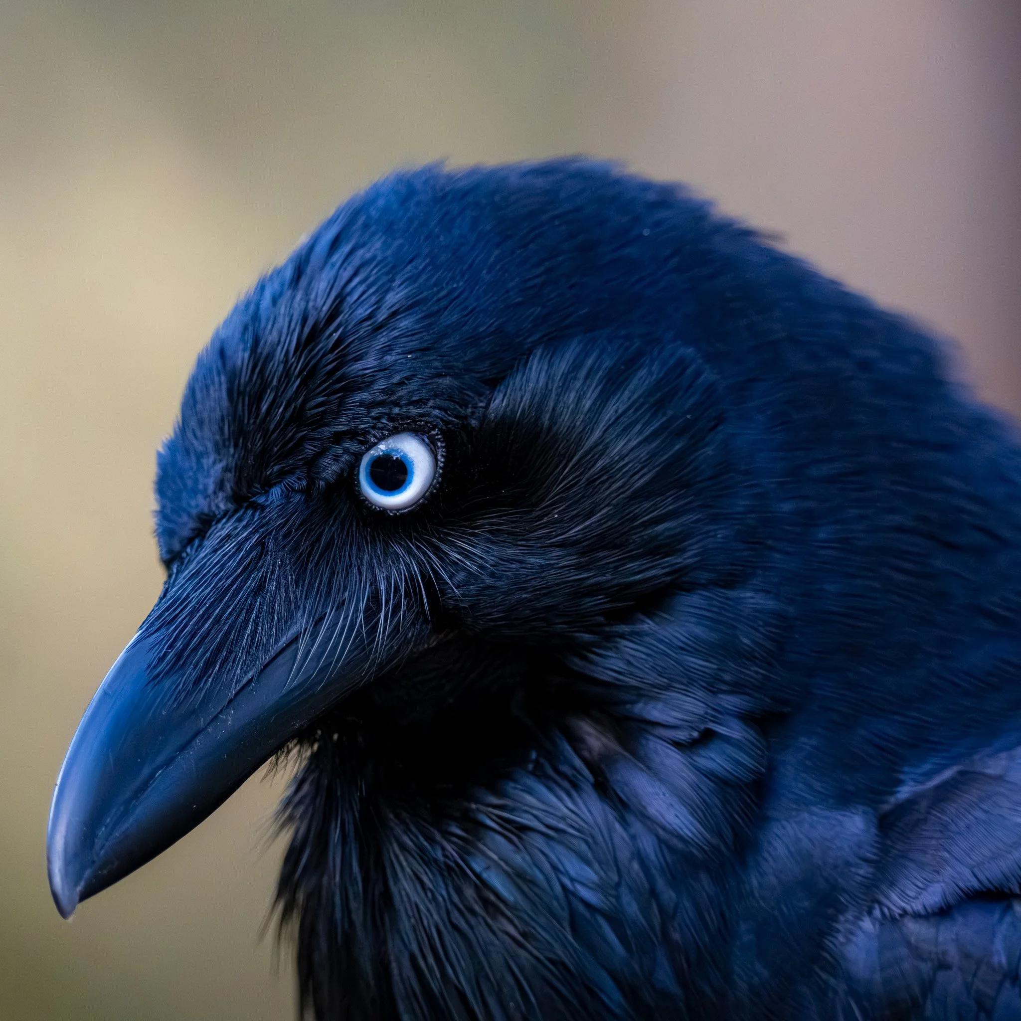 Close-up of an Australian Raven's head with detailed feathers and a blue and white eye.