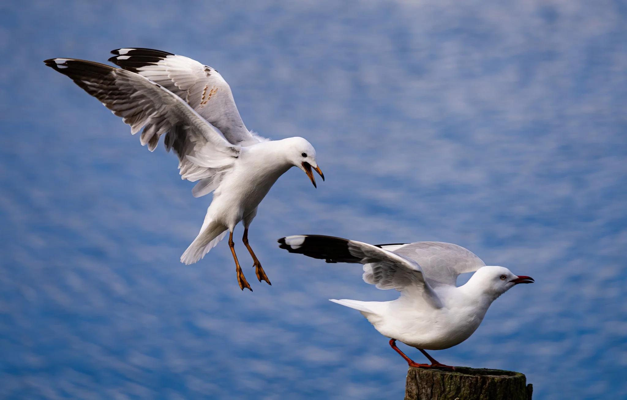 Seagulls argue over a roosting pole with a water background.