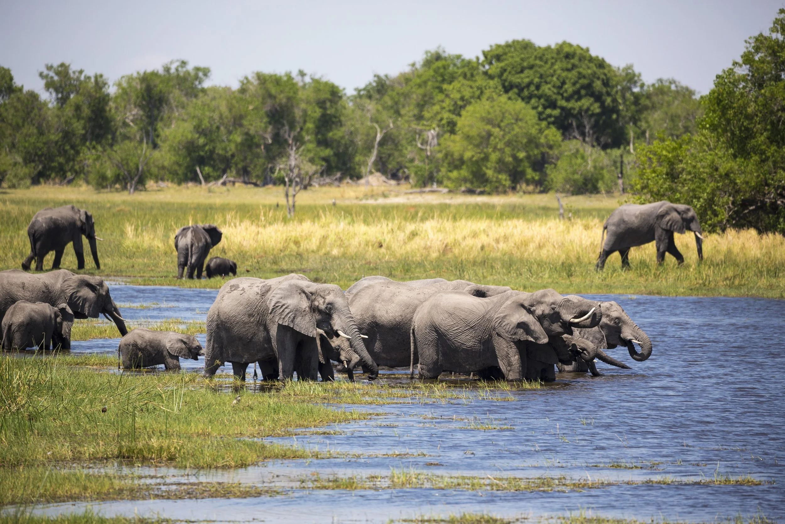 Eine Gruppe von Elefanten, die im Fluss Wasser trinken, umgeben von Grünland und Bäumen in einer afrikanischen Savanne. Namibia Reise, Caprivi, Okavango Delta
