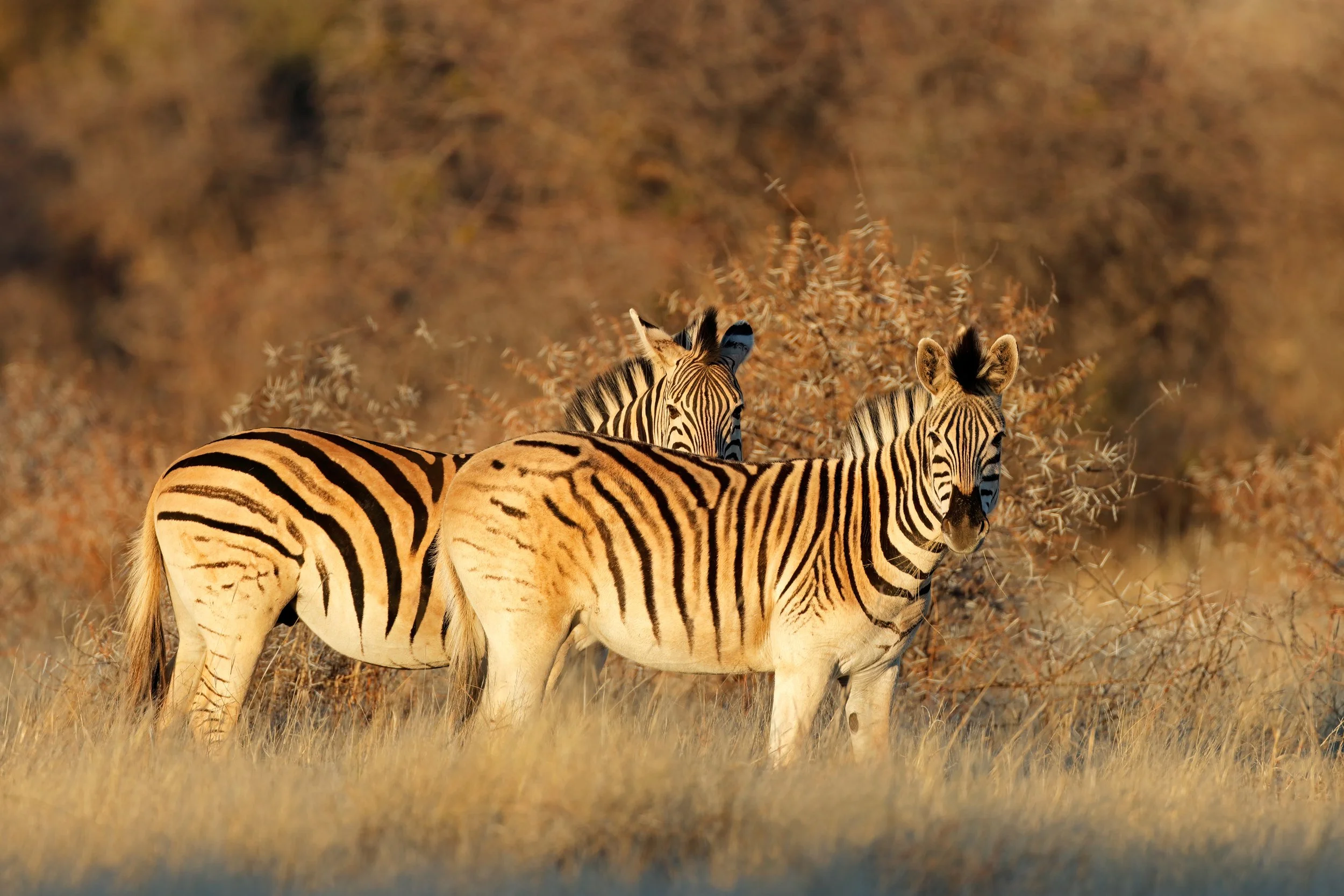 Zwei Zebras im Grasland, mit vertrockneten Büschen im Hintergrund. Etosha National Park