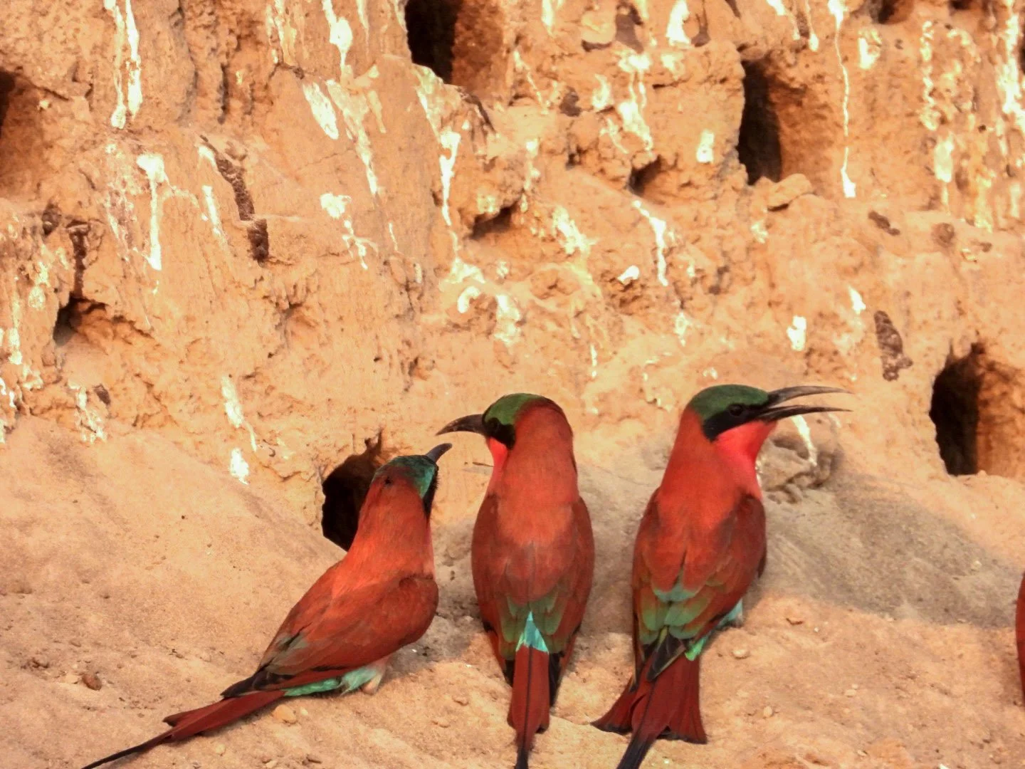 Drei bunte Vögel sitzen auf sandigem Boden vor einer sandsteinartigen Wand. Carmine bee eaters. Namibia, caprivi
