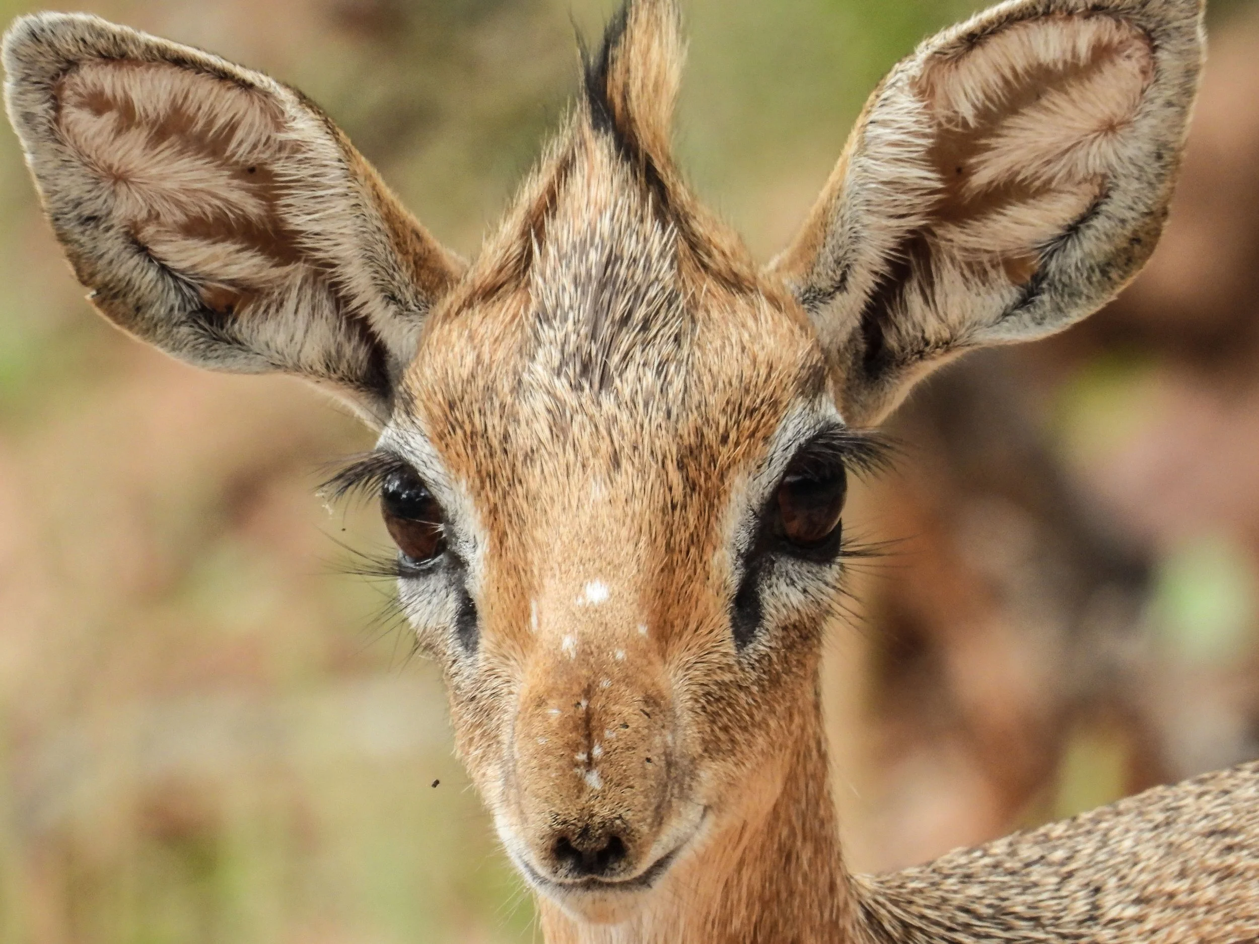  Nahaufnahme eines jungen Steinbock mit großen, dunklen Augen und spitzen Ohren, die nach vorne gerichtet sind. Tiere in Namibia. Reise nach Namibia