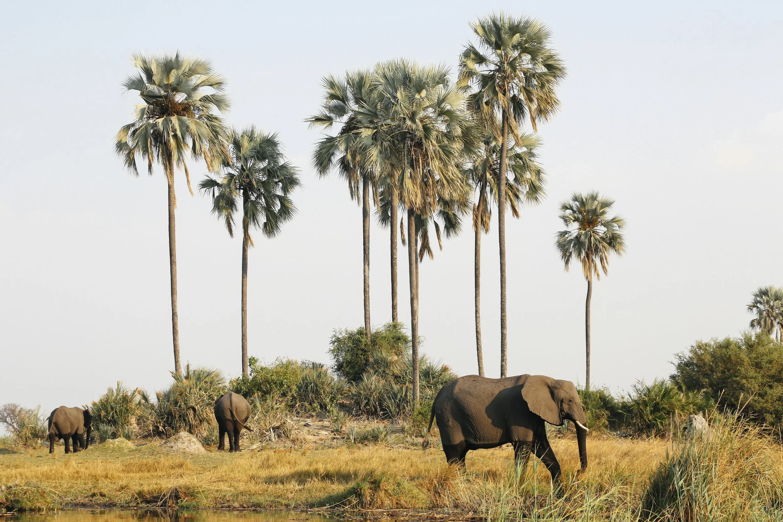Drei Elefanten in einer Graslandschaft mit Palmen im Hintergrund. Botswana