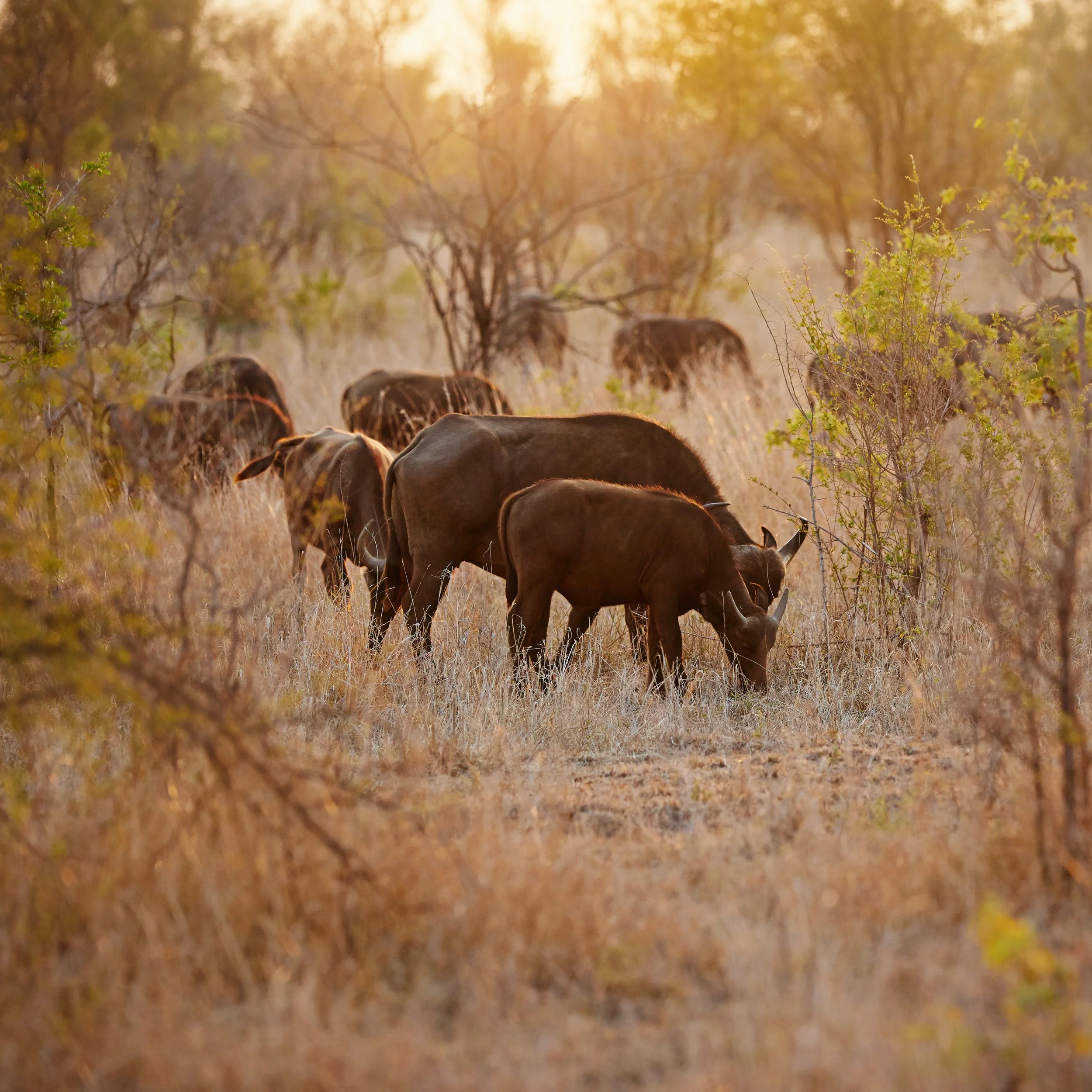 Eine Gruppe von Büffeln frisst auf einer trockenen Wiese mit Büschen und Bäumen im Sonnenuntergang. Caprivi Namibia, Okavango, Buffalo Park