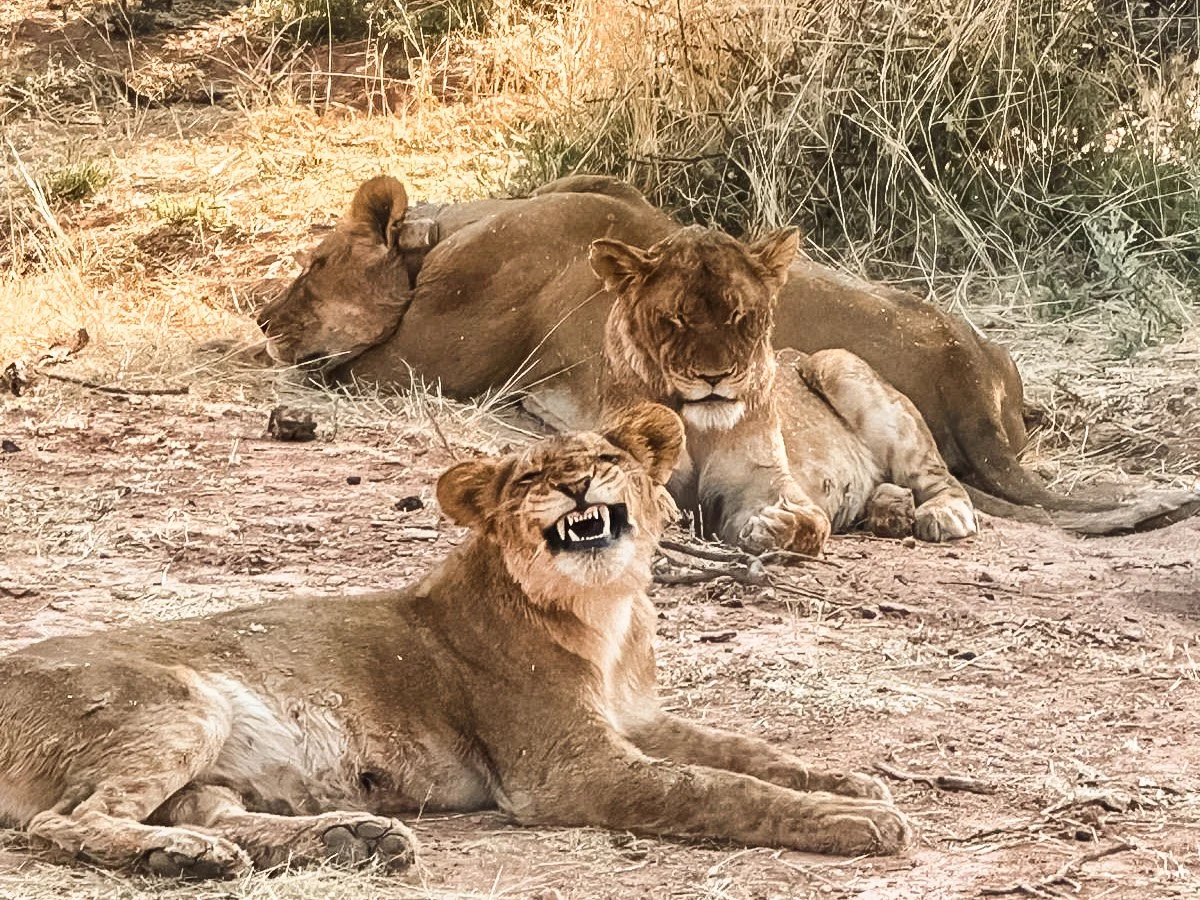 Drei Löwen ruhen im Gras: zwei liegen nebeneinander, eines sitzt mit offenem Maul und Zähnen sichtbar.