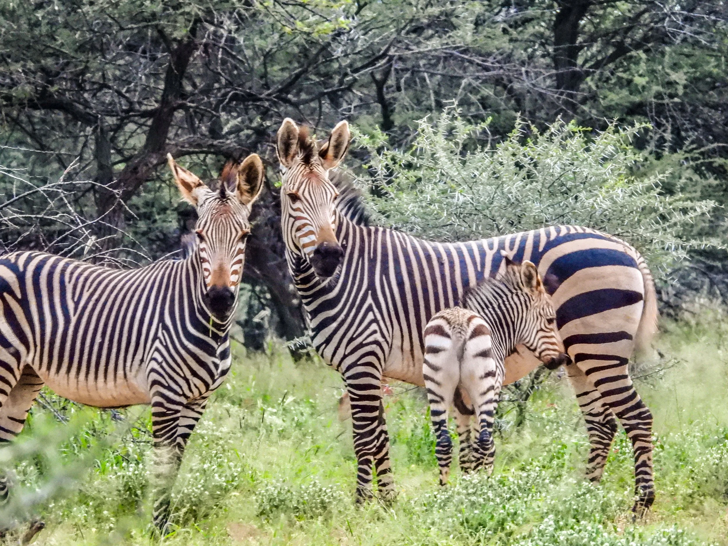 Zebras in einem grünen Wald, mit drei erwachsenen Zebras und einem kleinen Zebra in der Mitte.