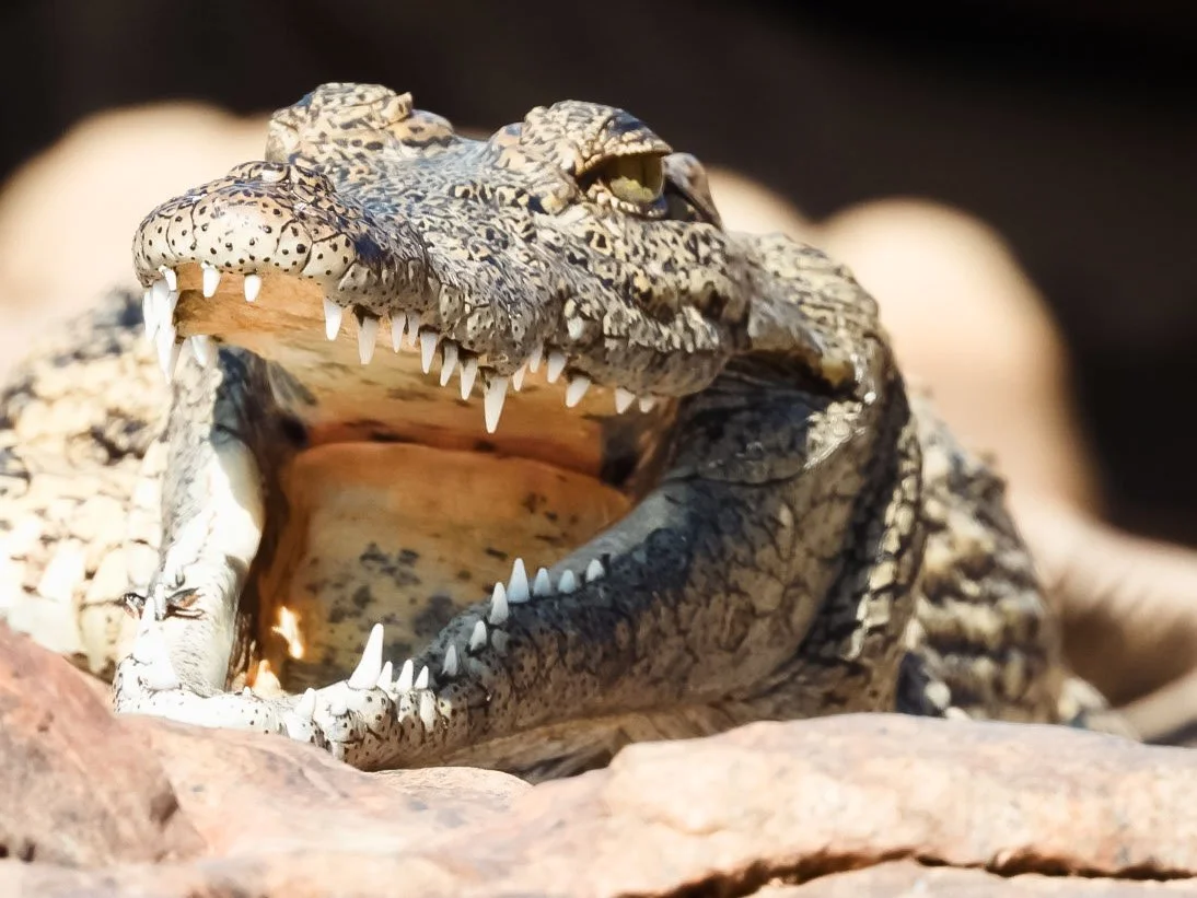 Aufgeschlossene Krokodil mit sichtbaren Zähnen und geöffnetem Maul auf einem Felsen. Namibia Tiere