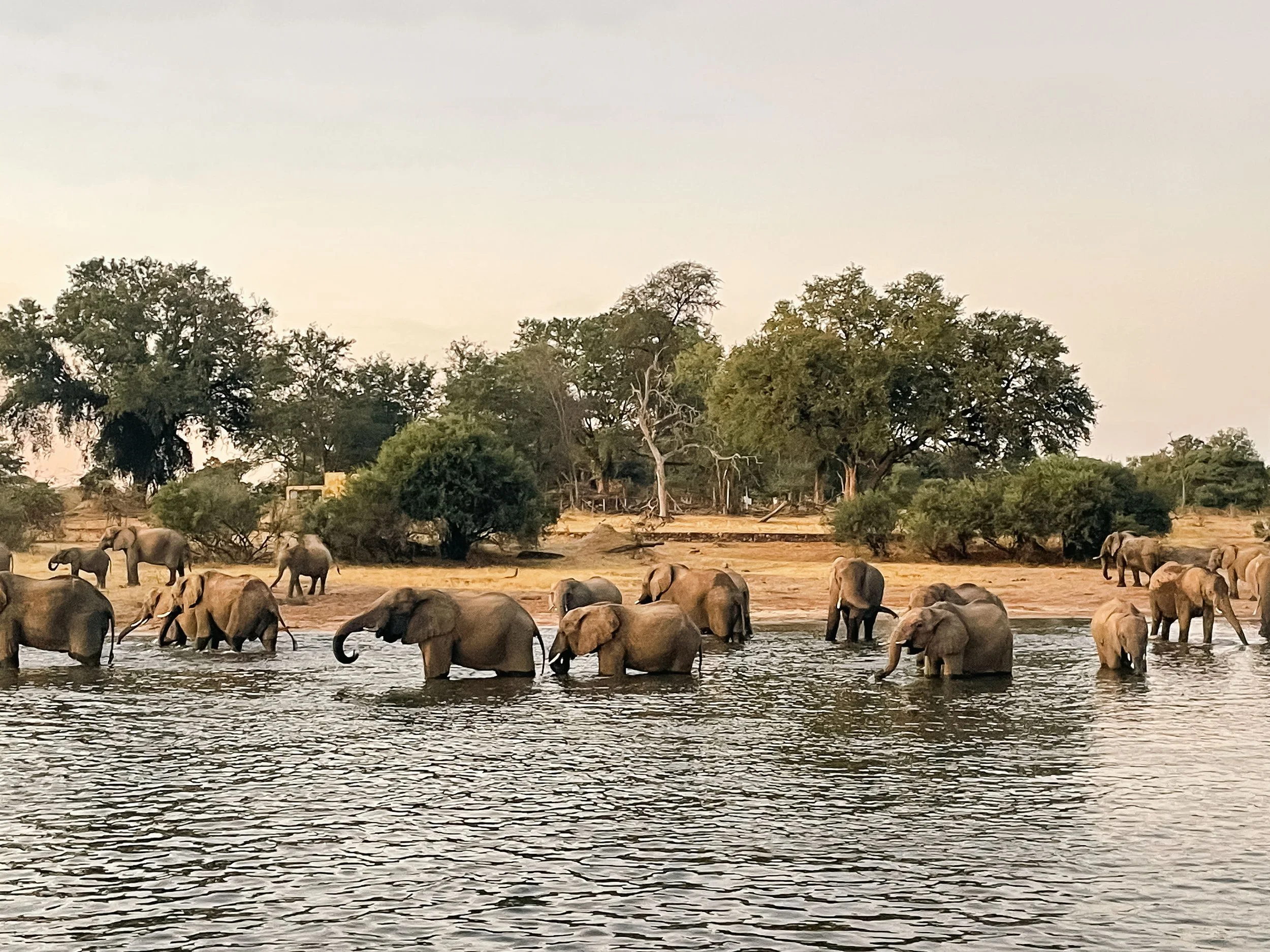 Elefanten im Wasser bei Sonnenuntergang im Naturschutzgebiet, umgeben von Bäumen.