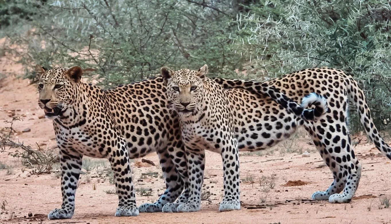 Zwei Leoparden stehen auf einer Sandwiese, umgeben von Buschwerk. Namibia Tiere